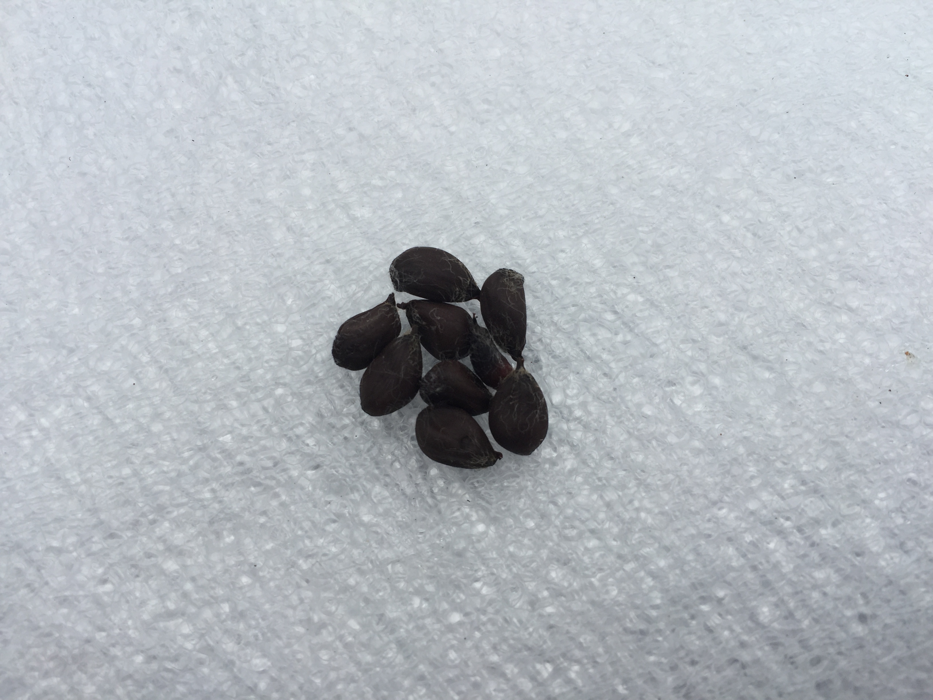 목화 씨앗 Gossypium indicum Lam. seed