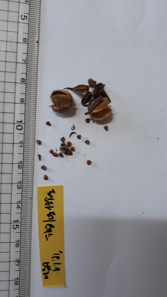 펜타페데스 씨앗 Pentapetes phoenicea seed