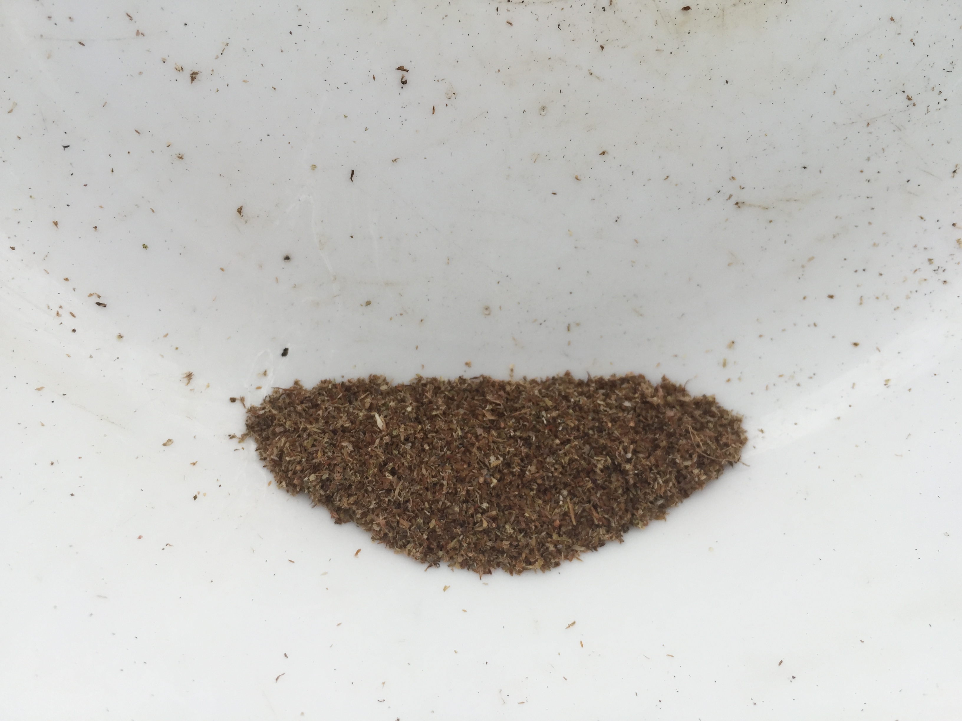 바위솔 씨앗 Orostachys japonica seed