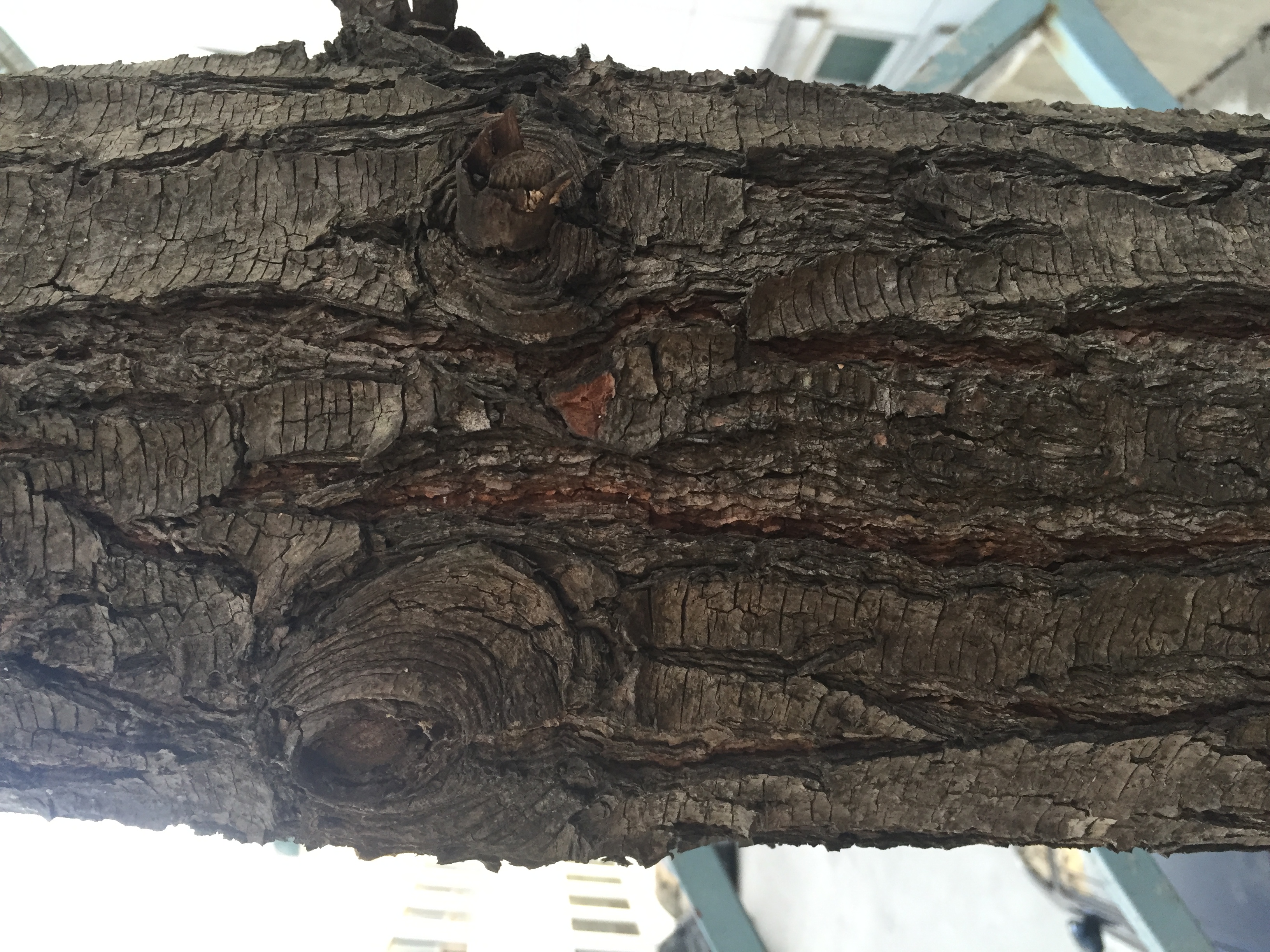 잣나무줄기 Pinus koraiensis Siebold & Zucc. trunk