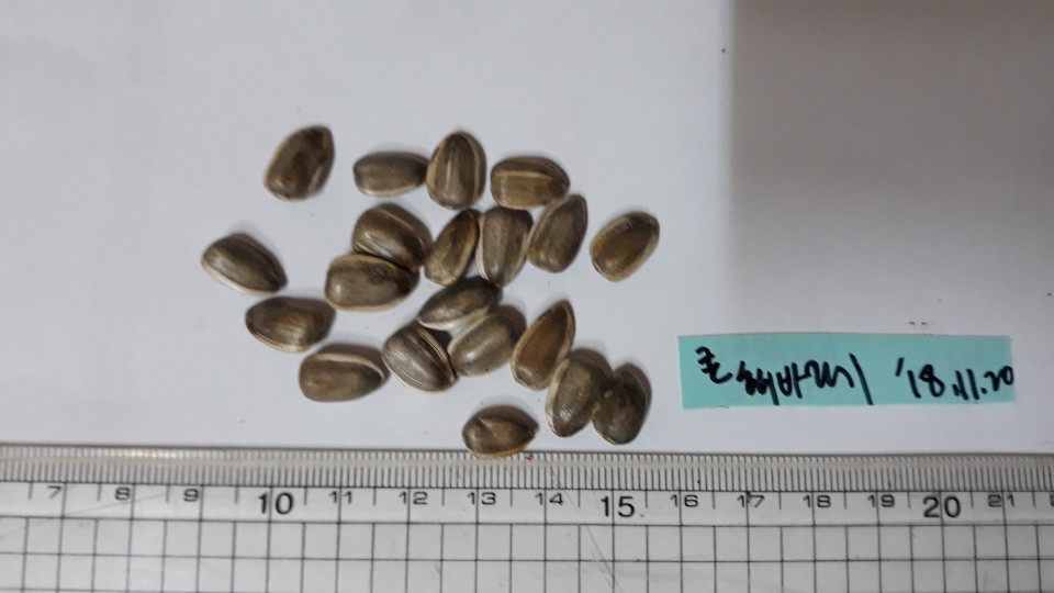 해바라기 씨앗 Helianthus annuus seed