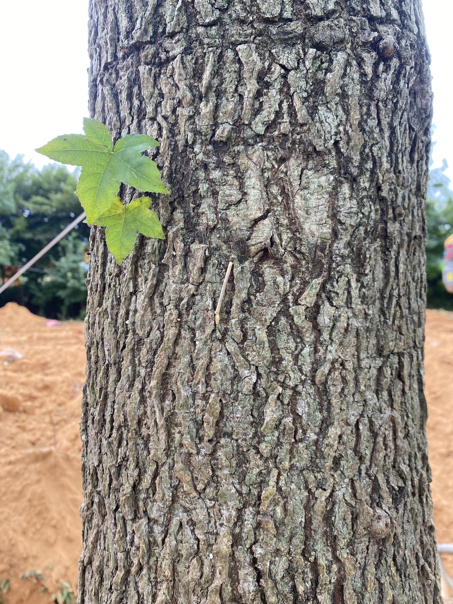 미국풍나무줄기 Liquidambar styraciflua L. trunk