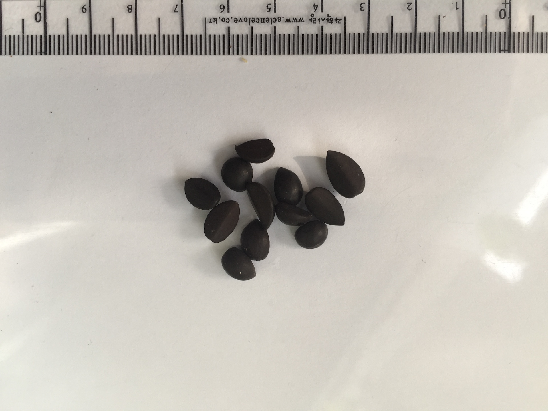 아렌가 후케리아나 씨앗 Arenga hookeriana seed