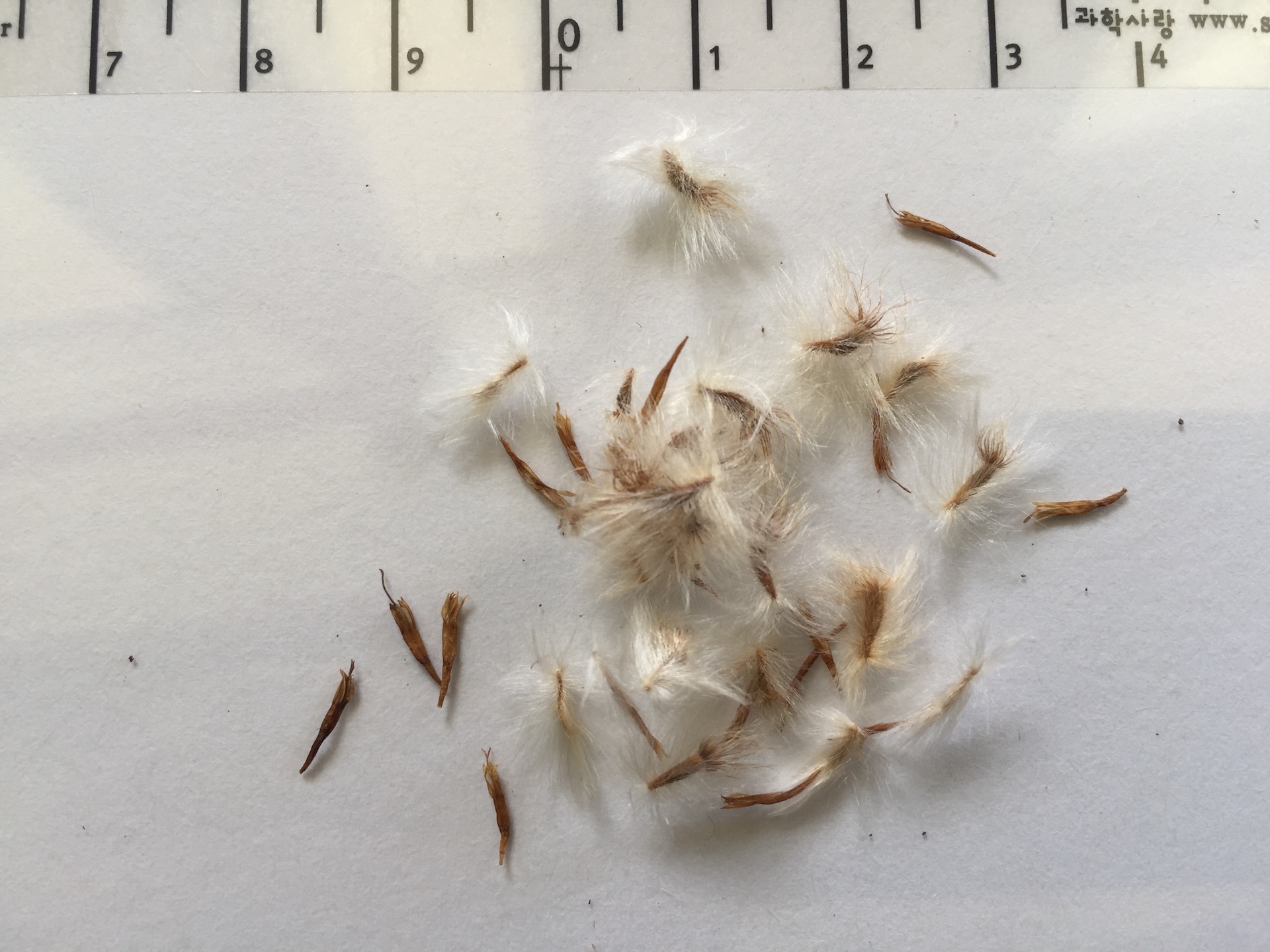 가자니아 씨앗 Gazania rigens (L.) Gaertn. seed