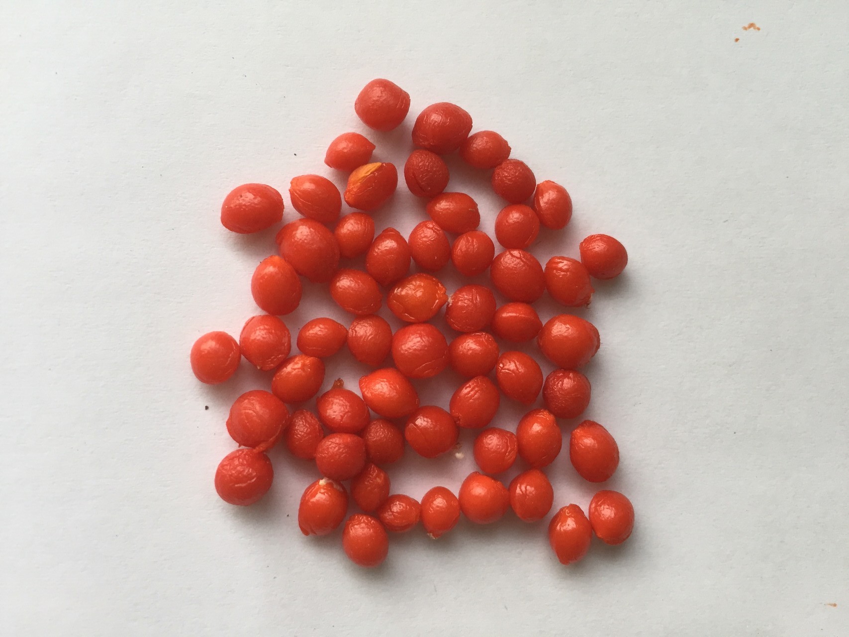 화살나무 씨앗 Euonymus alatus (Thunb.) Siebold seed