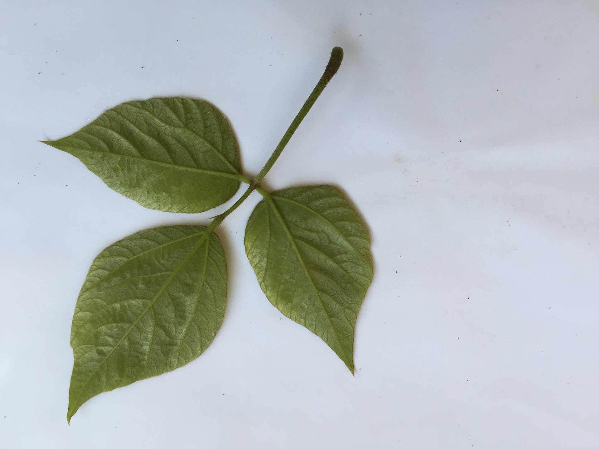 칡 잎 Pueraria lobata (Willd.) Ohwi leaf