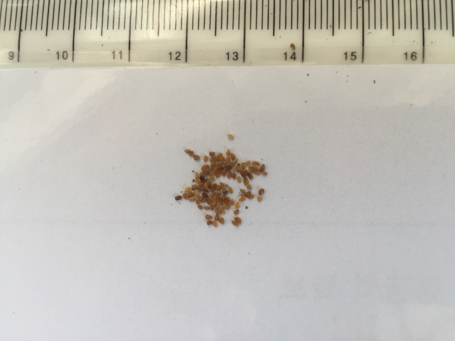 아기별꽃 씨앗 Leptosiphon bicolor seed