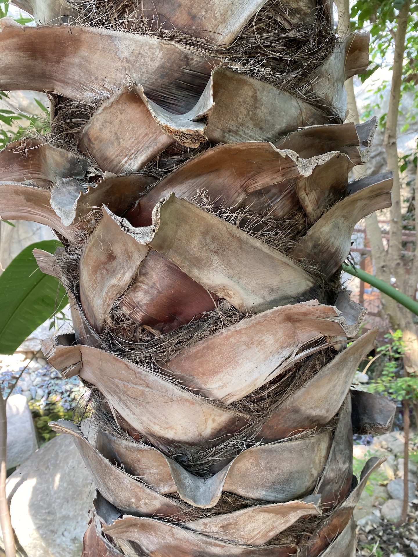 워싱턴야자줄기 Washingtonia filifera trunk