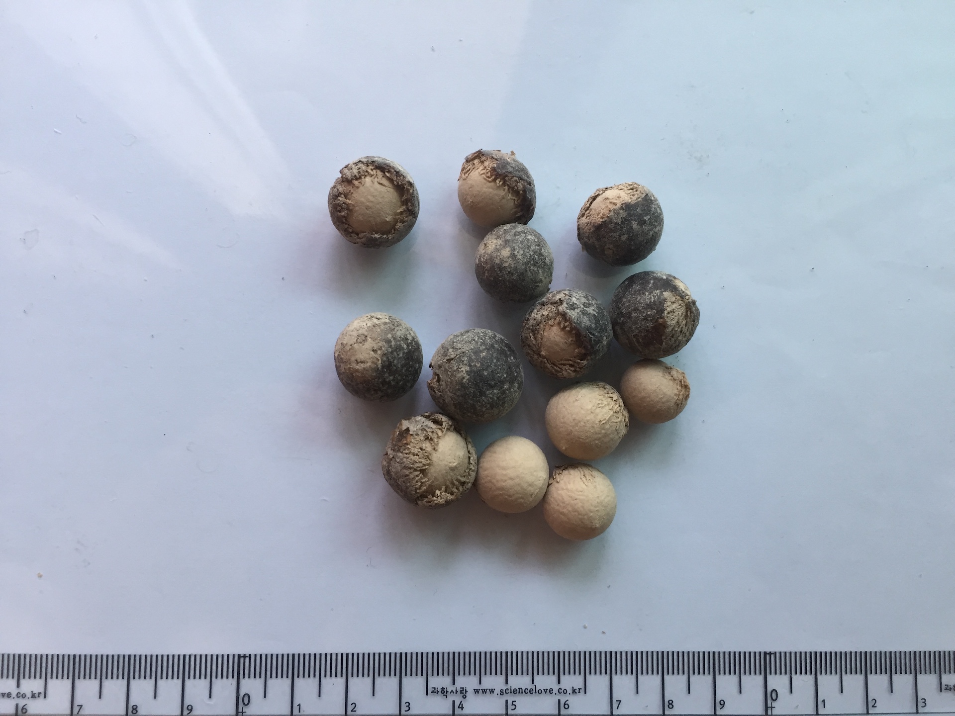 페티코트야자 씨앗 Copernicia macroglossa seed