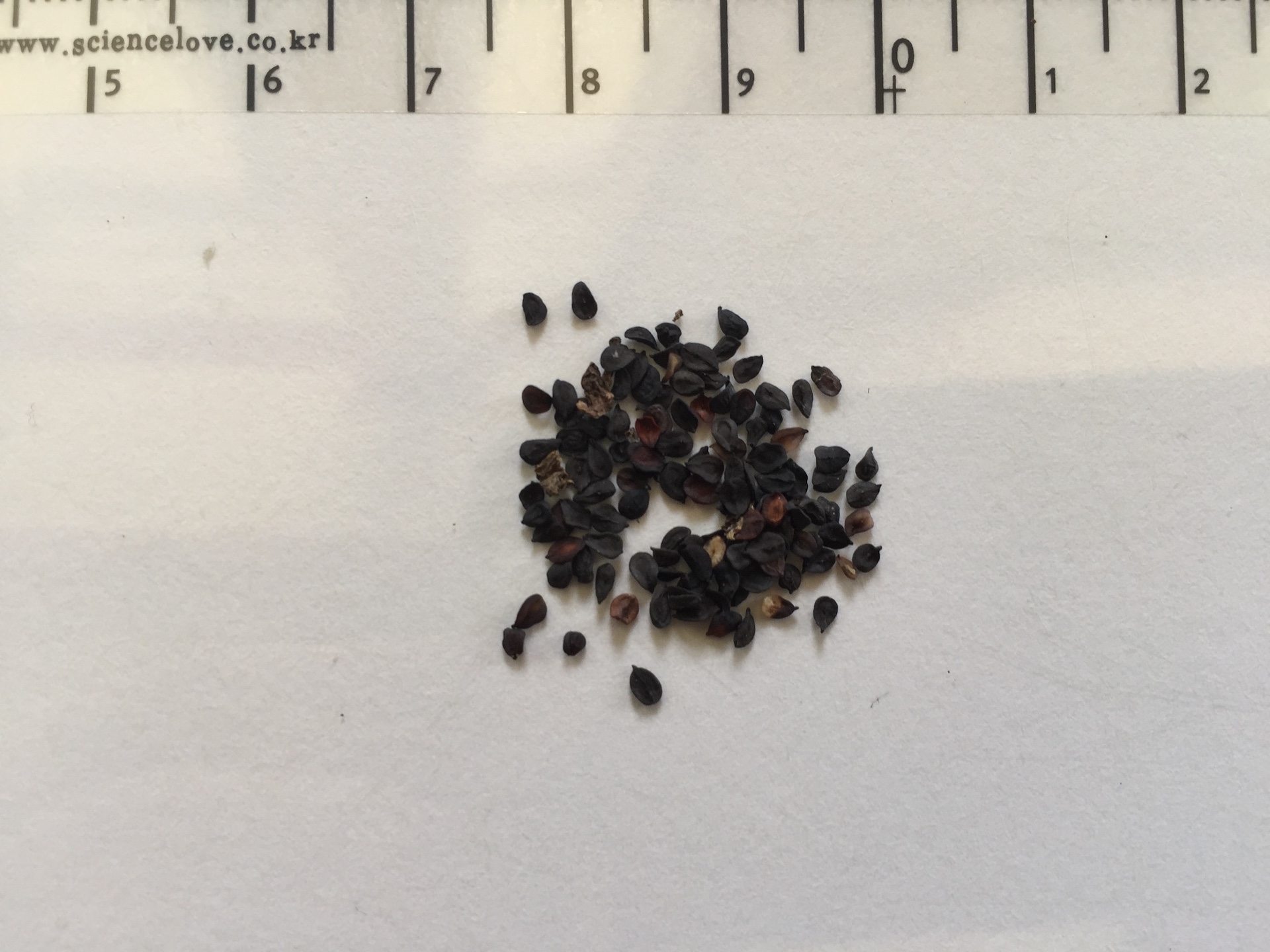 패랭이꽃 씨앗 Dianthus chinensis L. var. chinensis seed