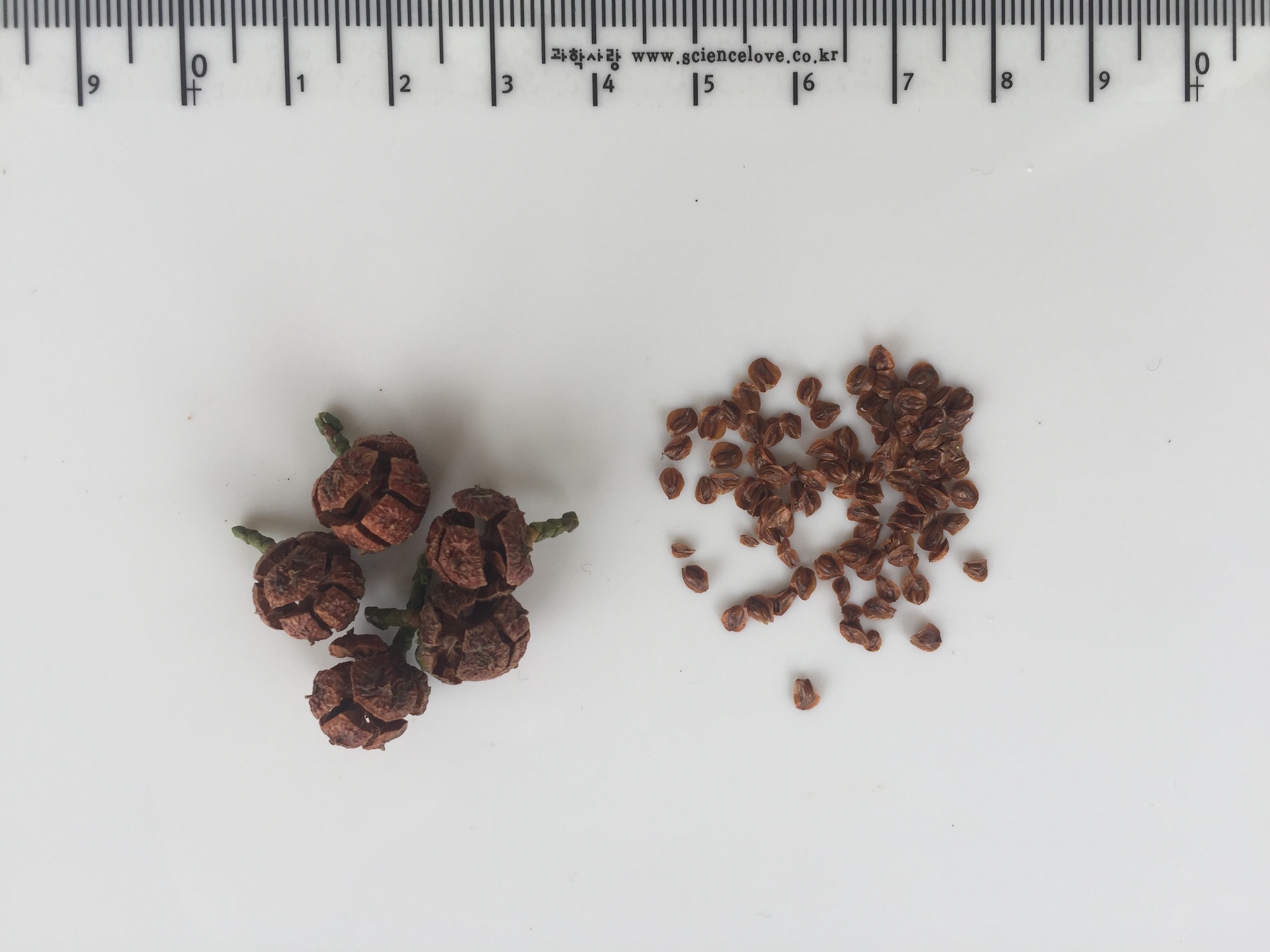 편백 씨앗 Chamaecyparis obtusa (Siebold & Zucc.) Endl. seed