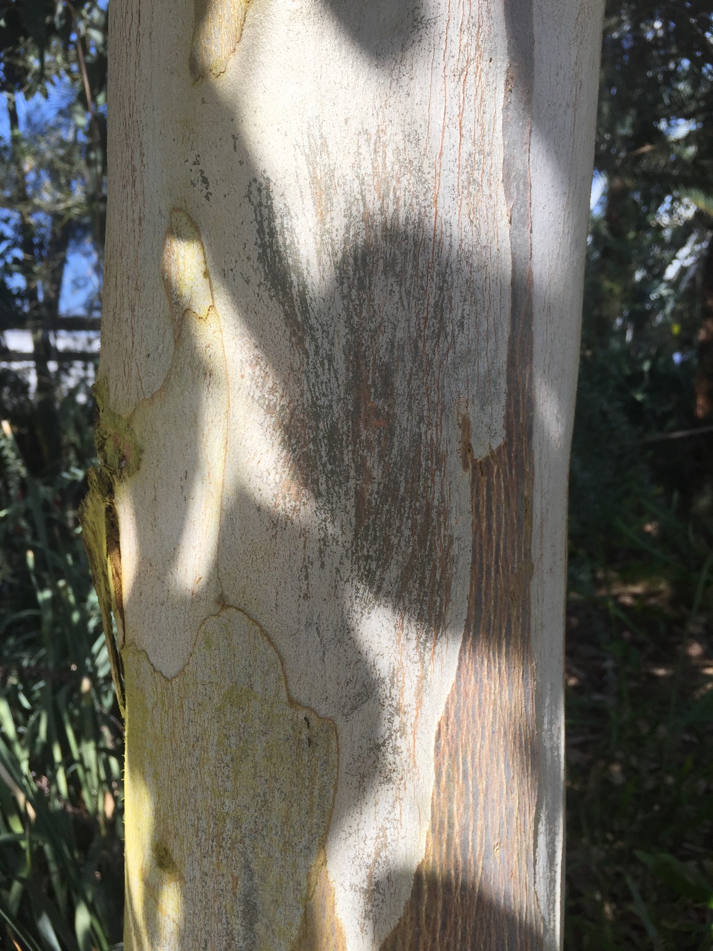 유칼립투스줄기 Eucalyptus globulus trunk