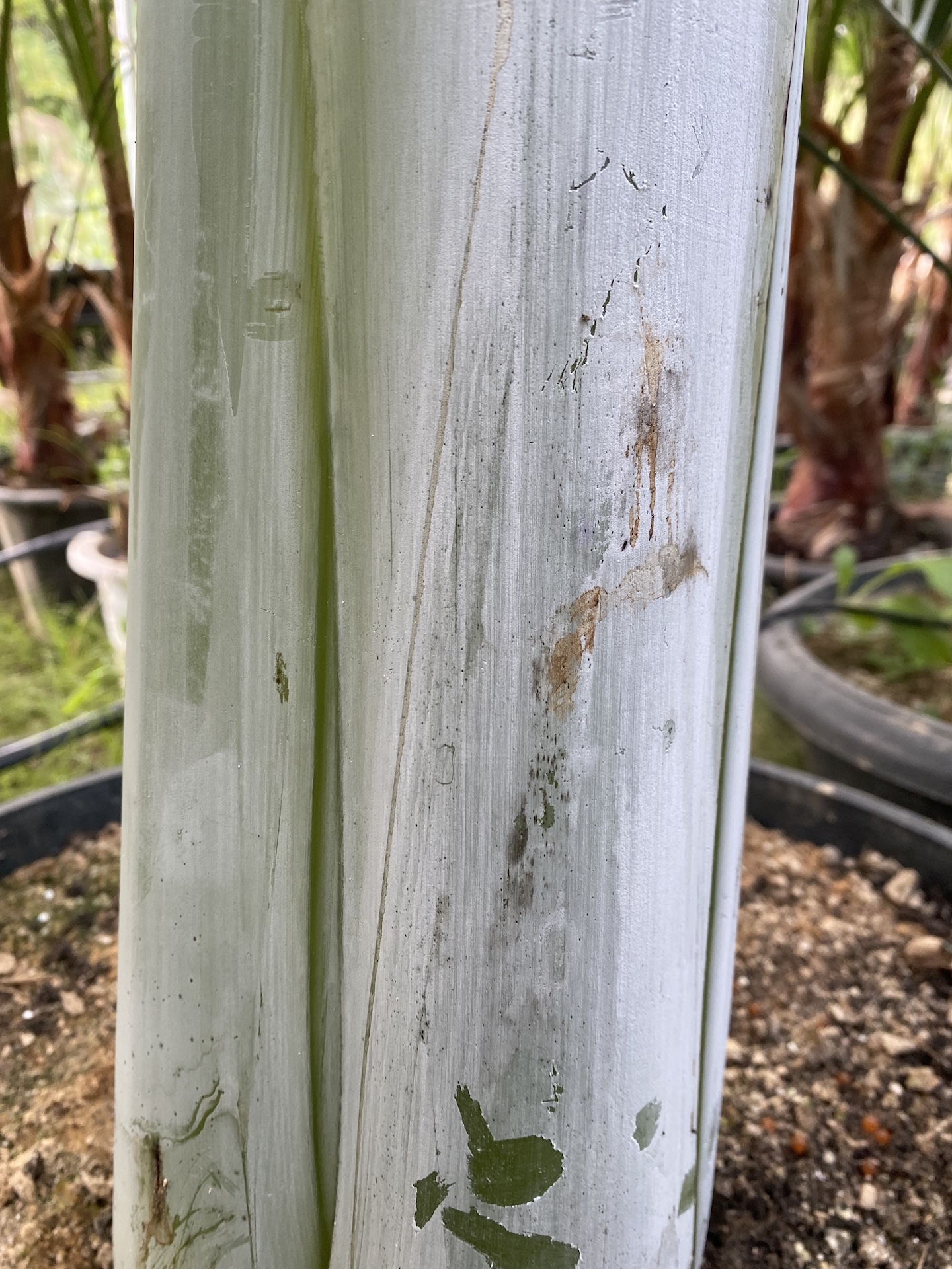 스노우 바나나줄기 Ensete glaucum trunk