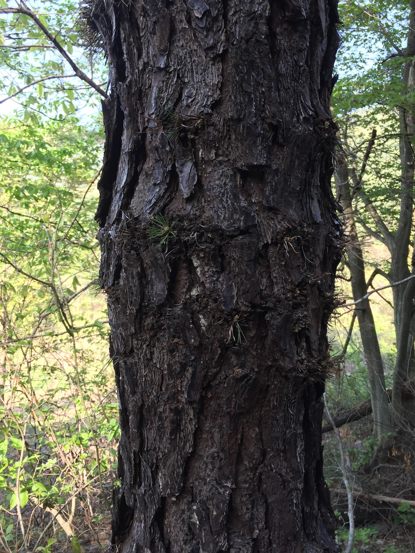 리기다소나무줄기 Pinus rigida Mill. trunk