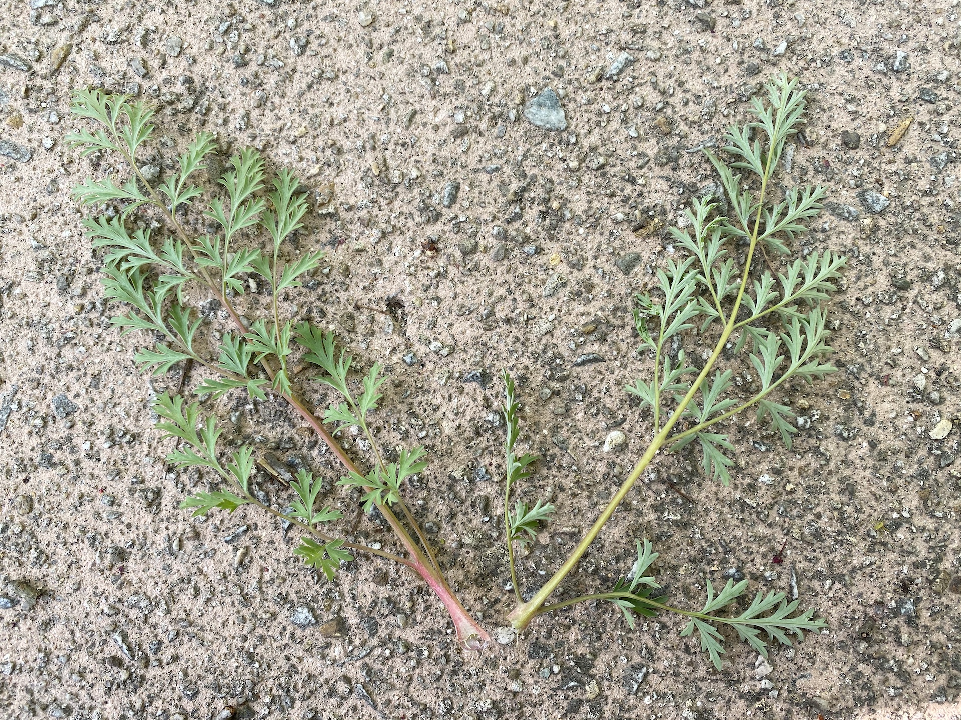 갯괴불주머니 잎 Corydalis platycarpa (Maxim.) Makino leaf