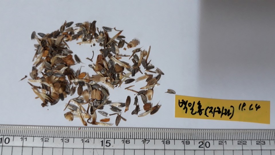자하라 씨앗 Zinnia Zahara seed