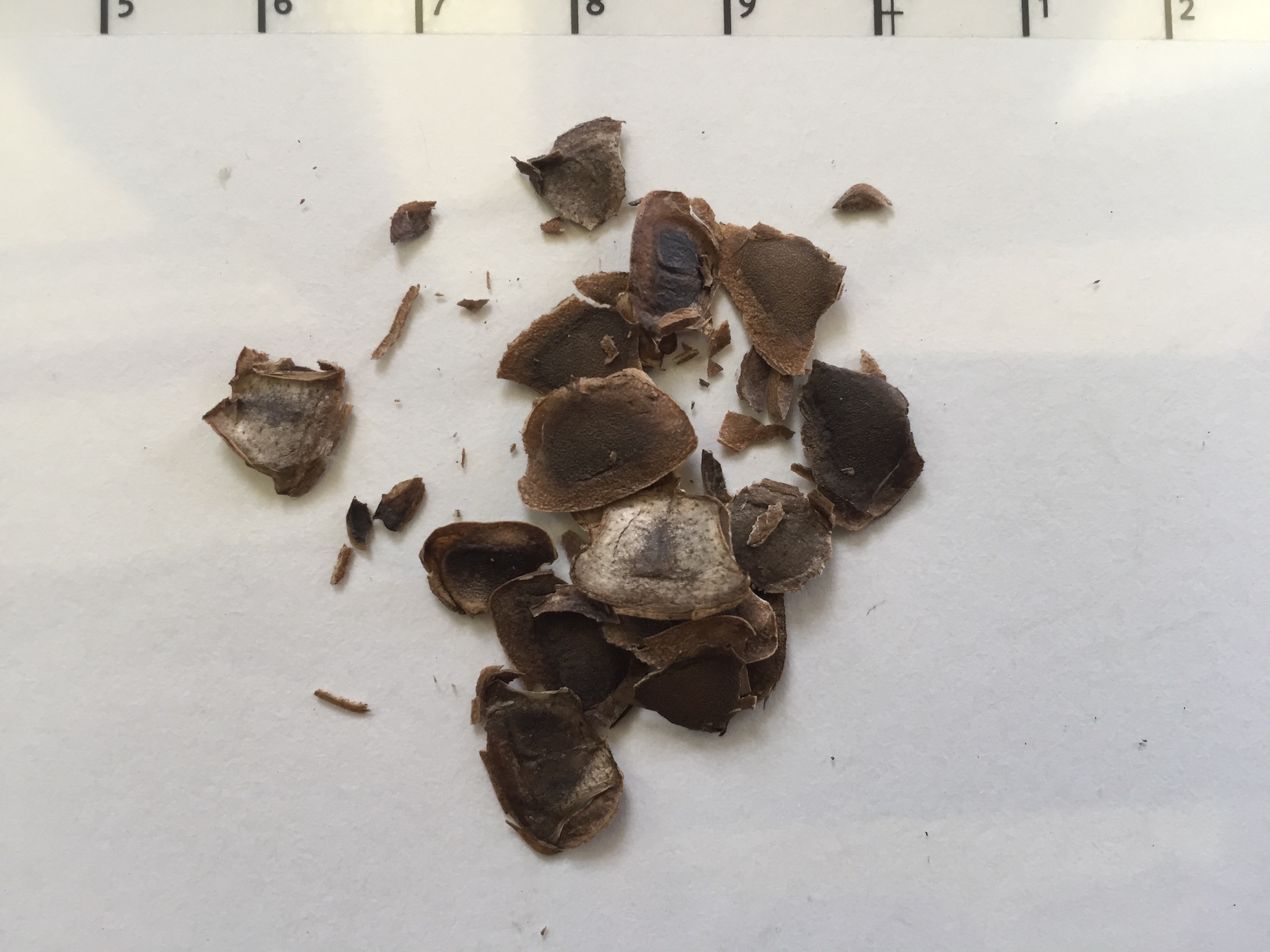쥐방울덩굴 씨앗 Aristolochia contorta Bunge seed
