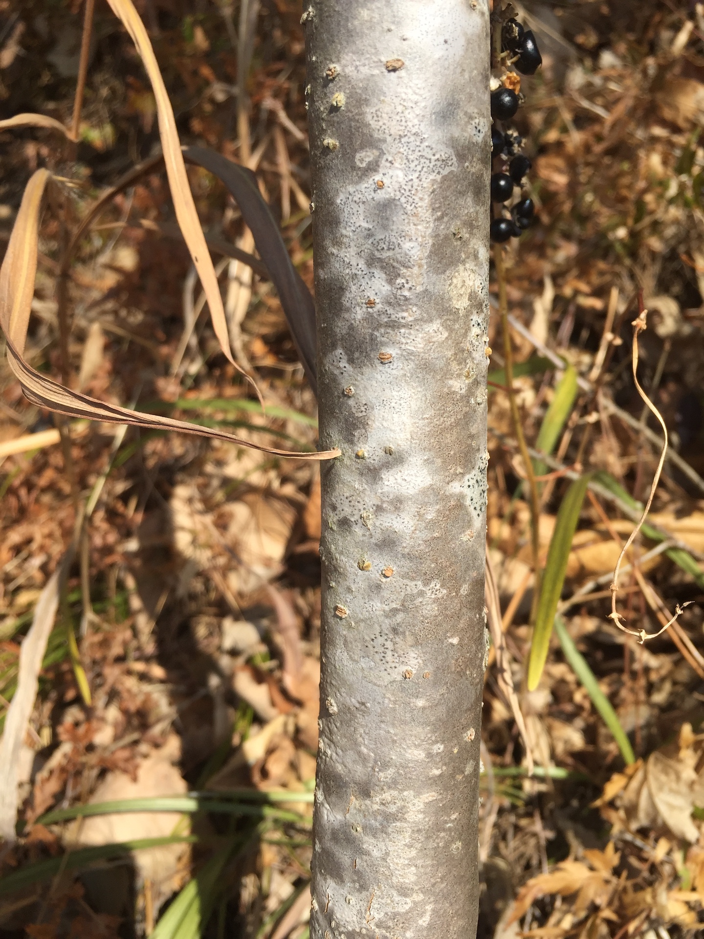 황칠나무줄기 Dendropanax morbiferus H.Lev. trunk