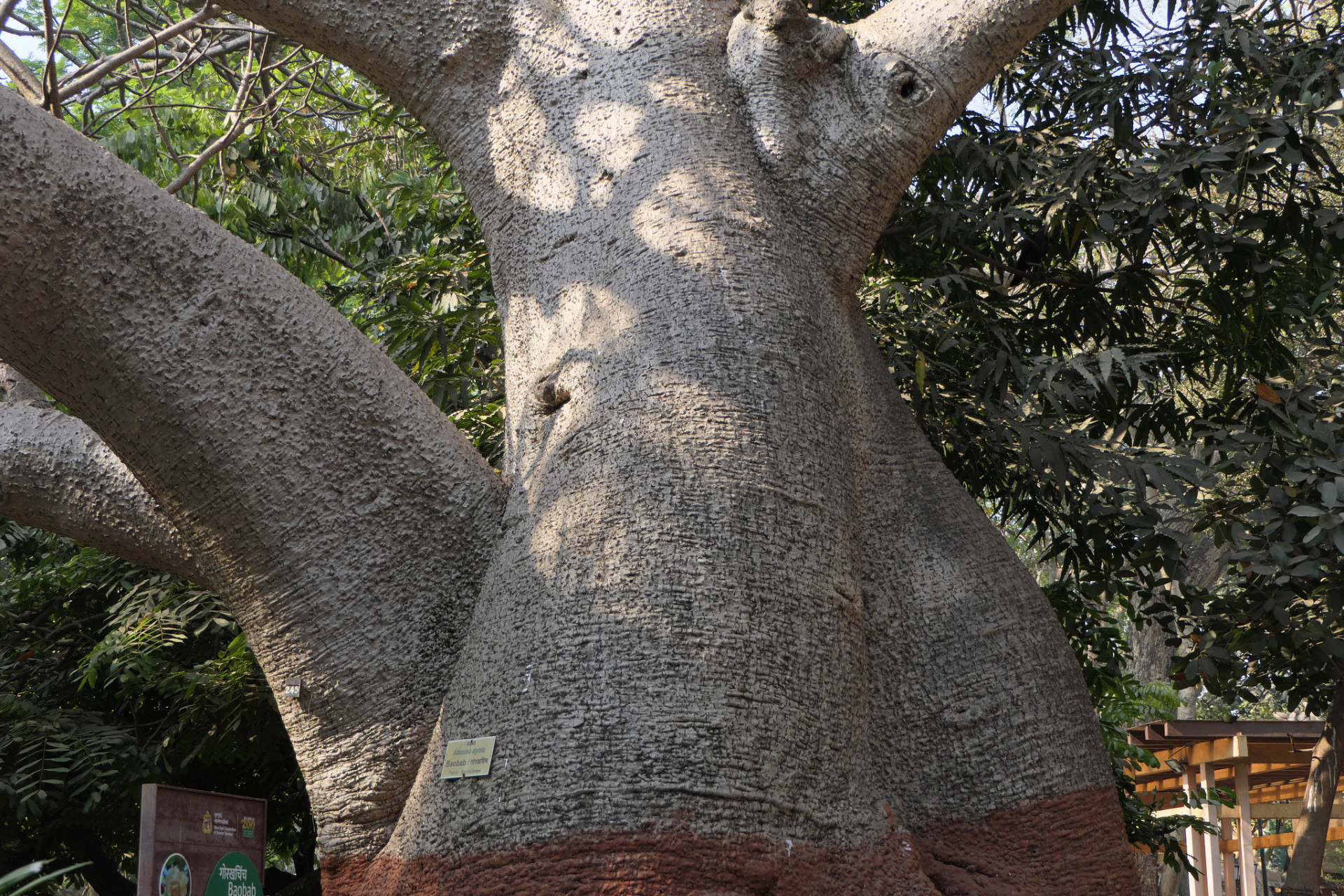 바오밥나무줄기 Adansonia digitata trunk