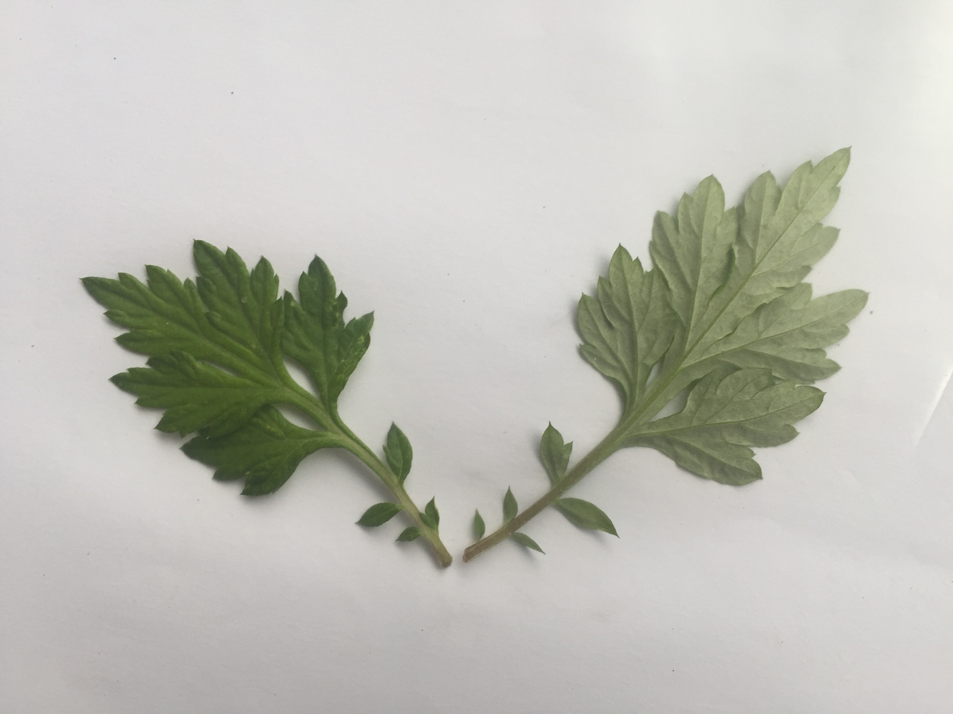 쑥 잎 Artemisia princeps Pamp. leaf