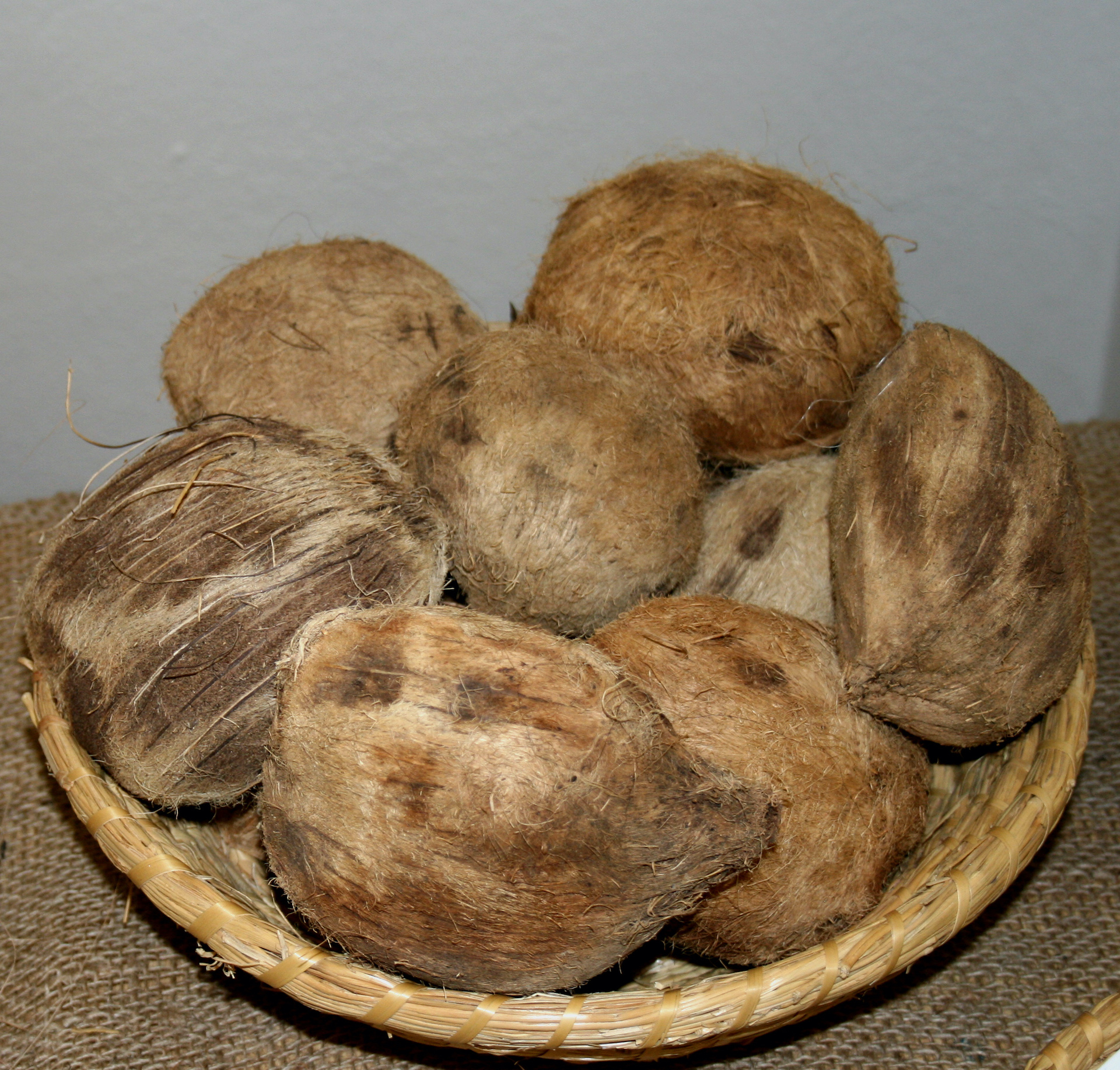 아프리카부채야자 씨앗 Borassus aethiopum seed