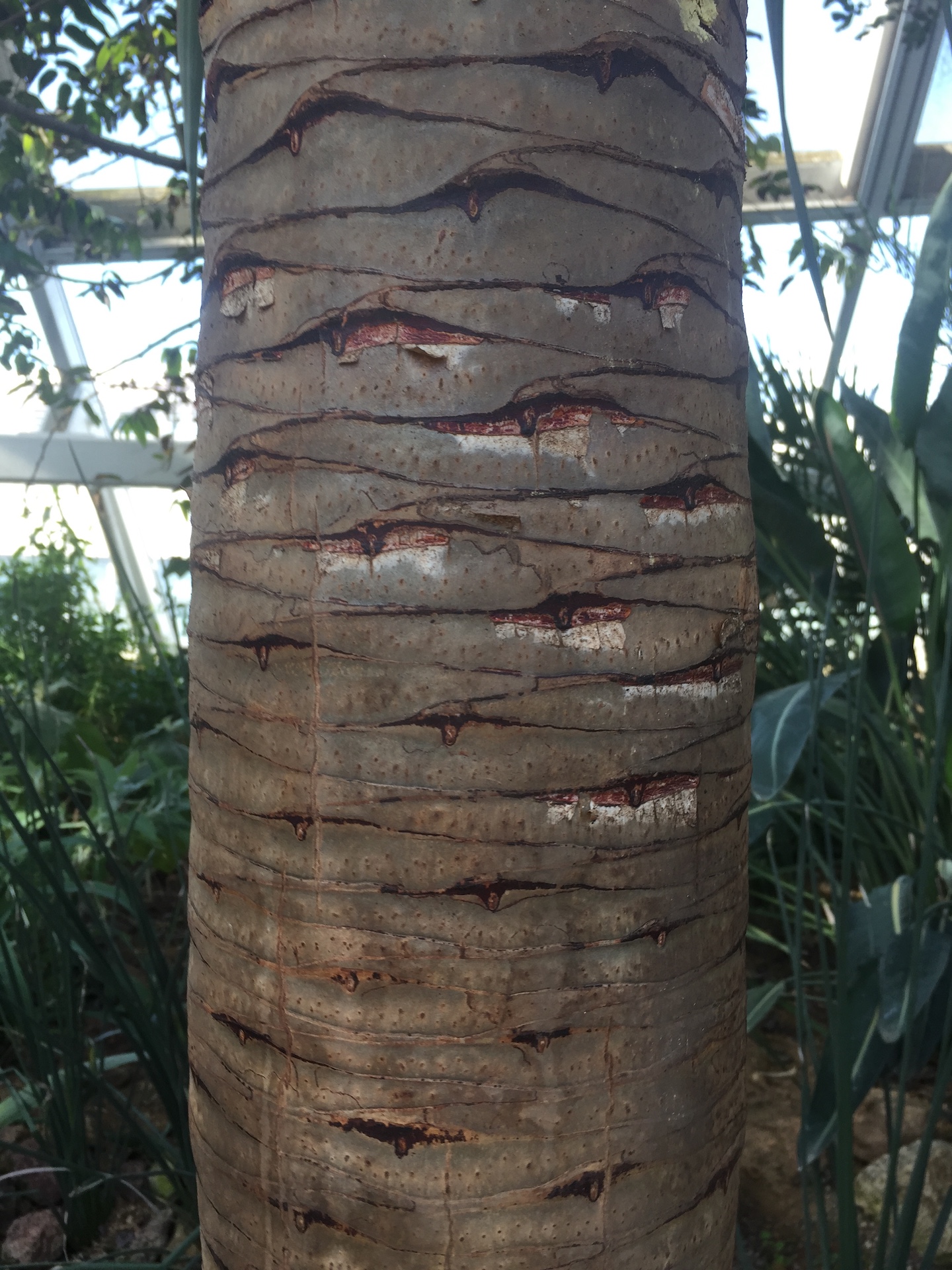 용혈수줄기 Dracaena draco trunk