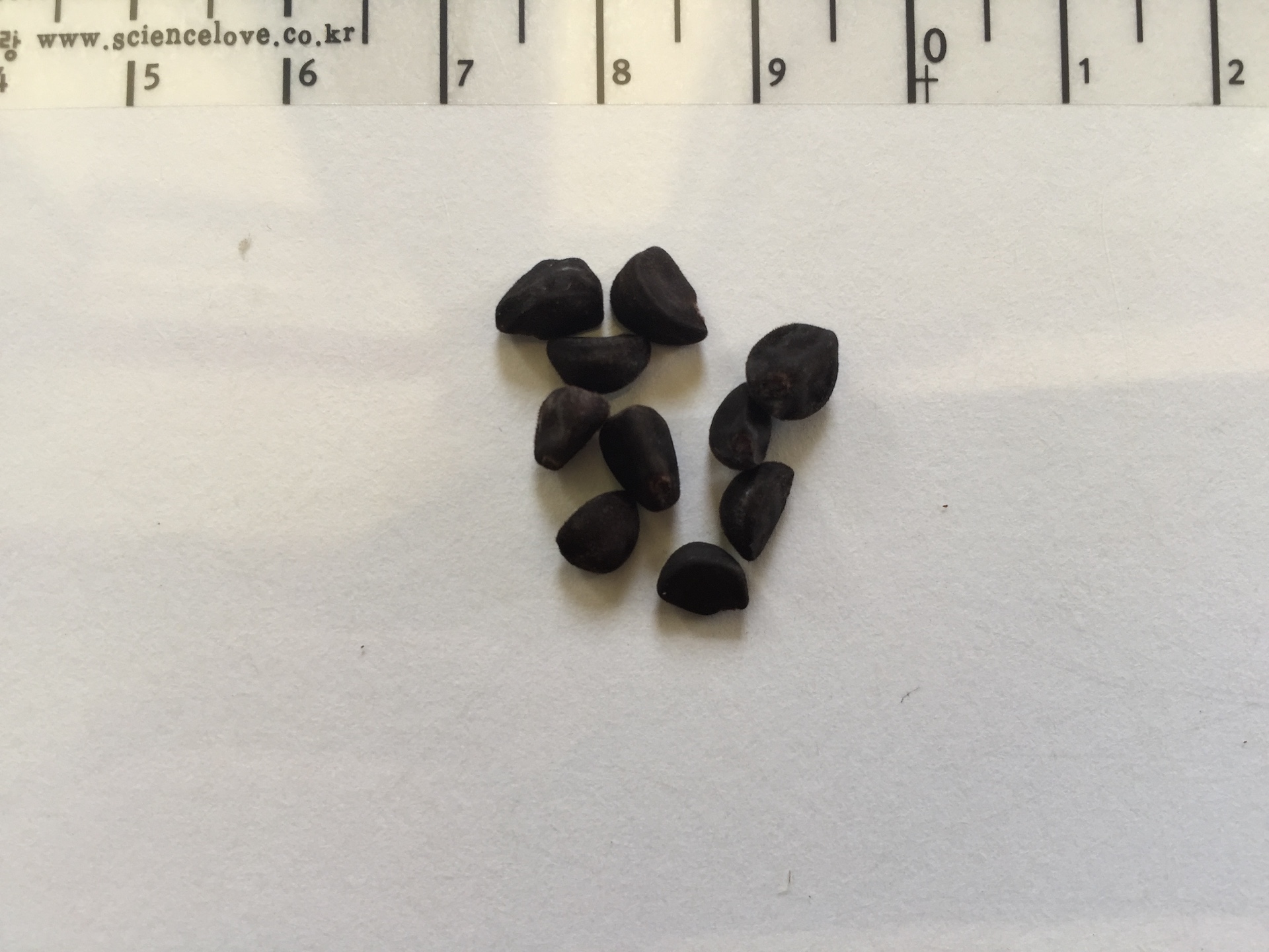 나팔꽃 씨앗 Pharbitis nil (L.) Choisy seed