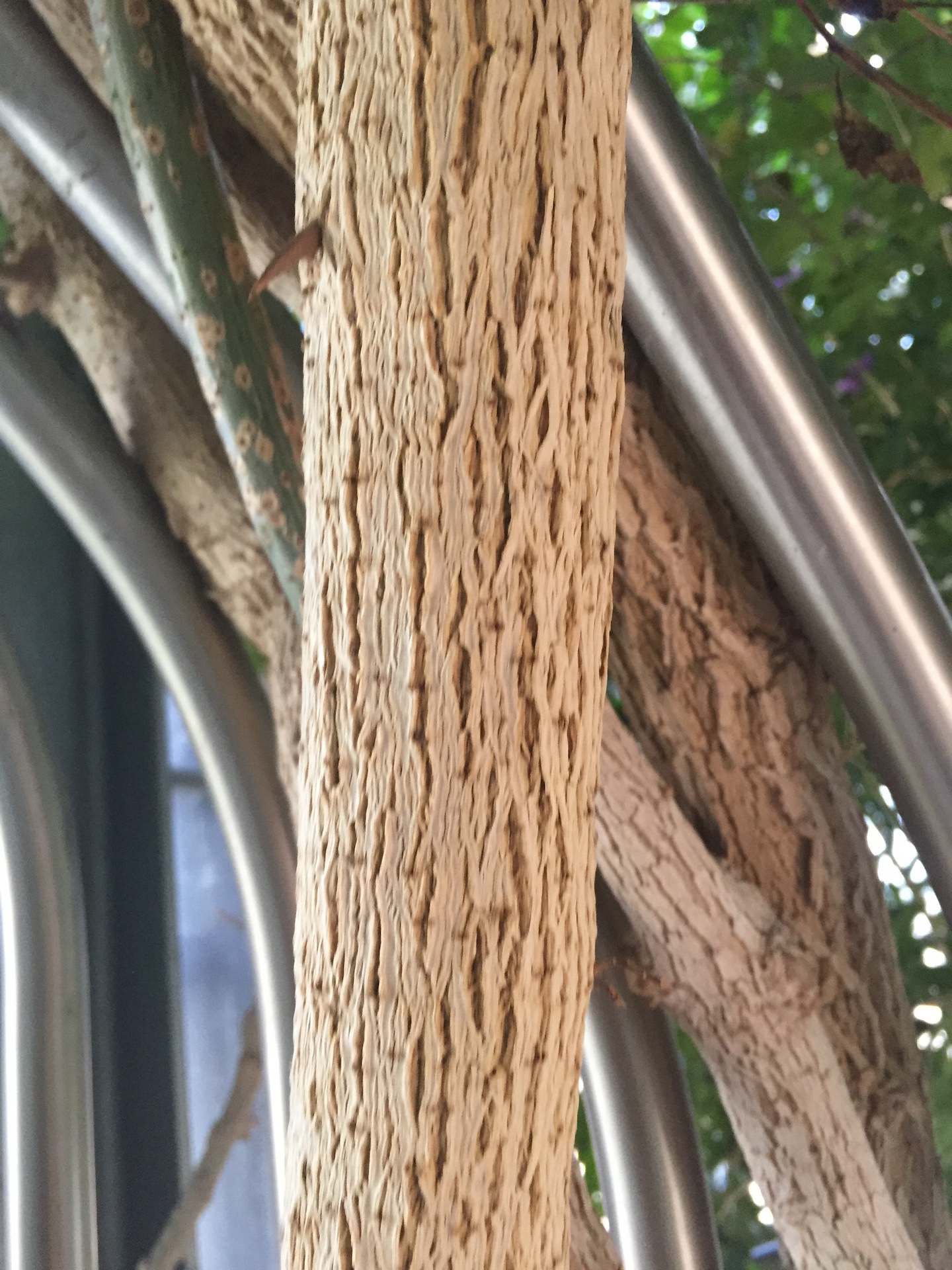 부겐베리아줄기 Bougainvillea glabra trunk