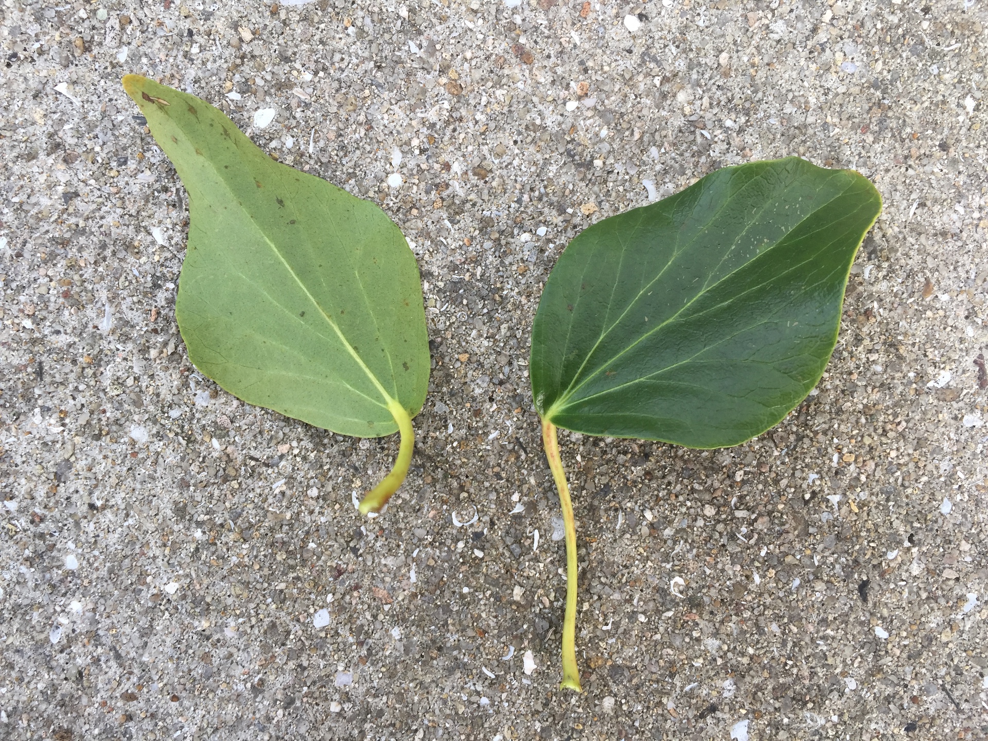 송악 잎 Hedera rhombea (Miq.) Bean leaf