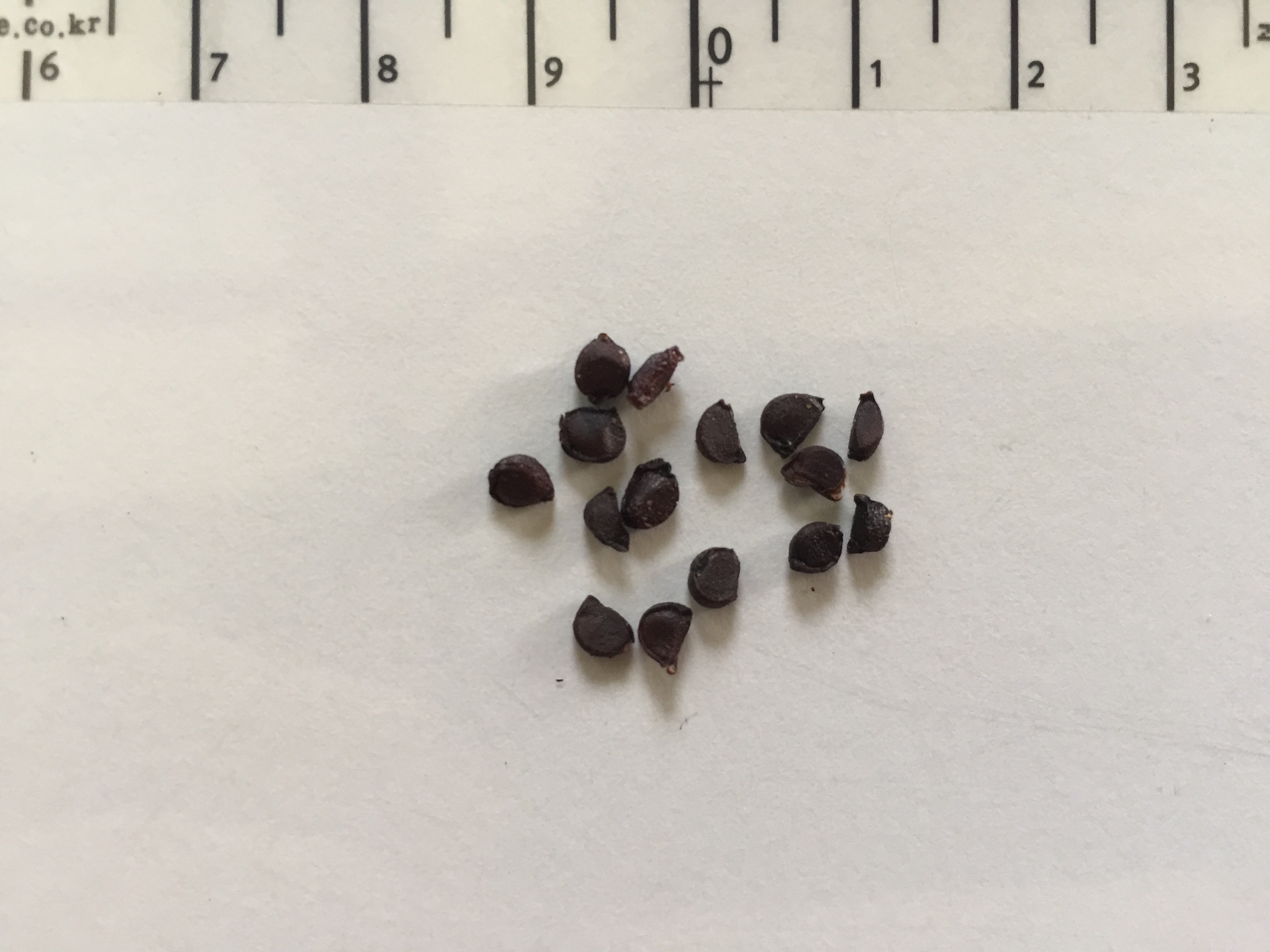 붓꽃 씨앗 Iris sanguinea seed