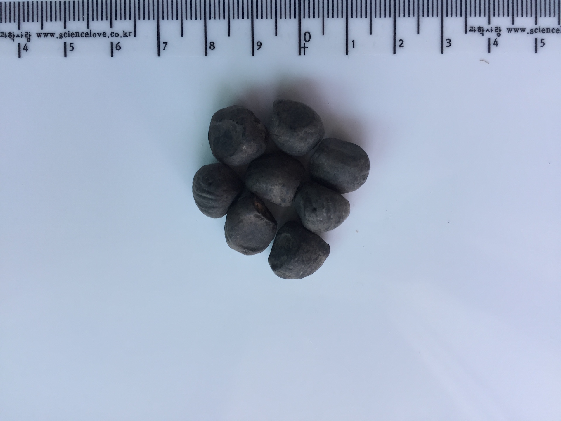 스노우 바나나 씨앗 Ensete glaucum seed