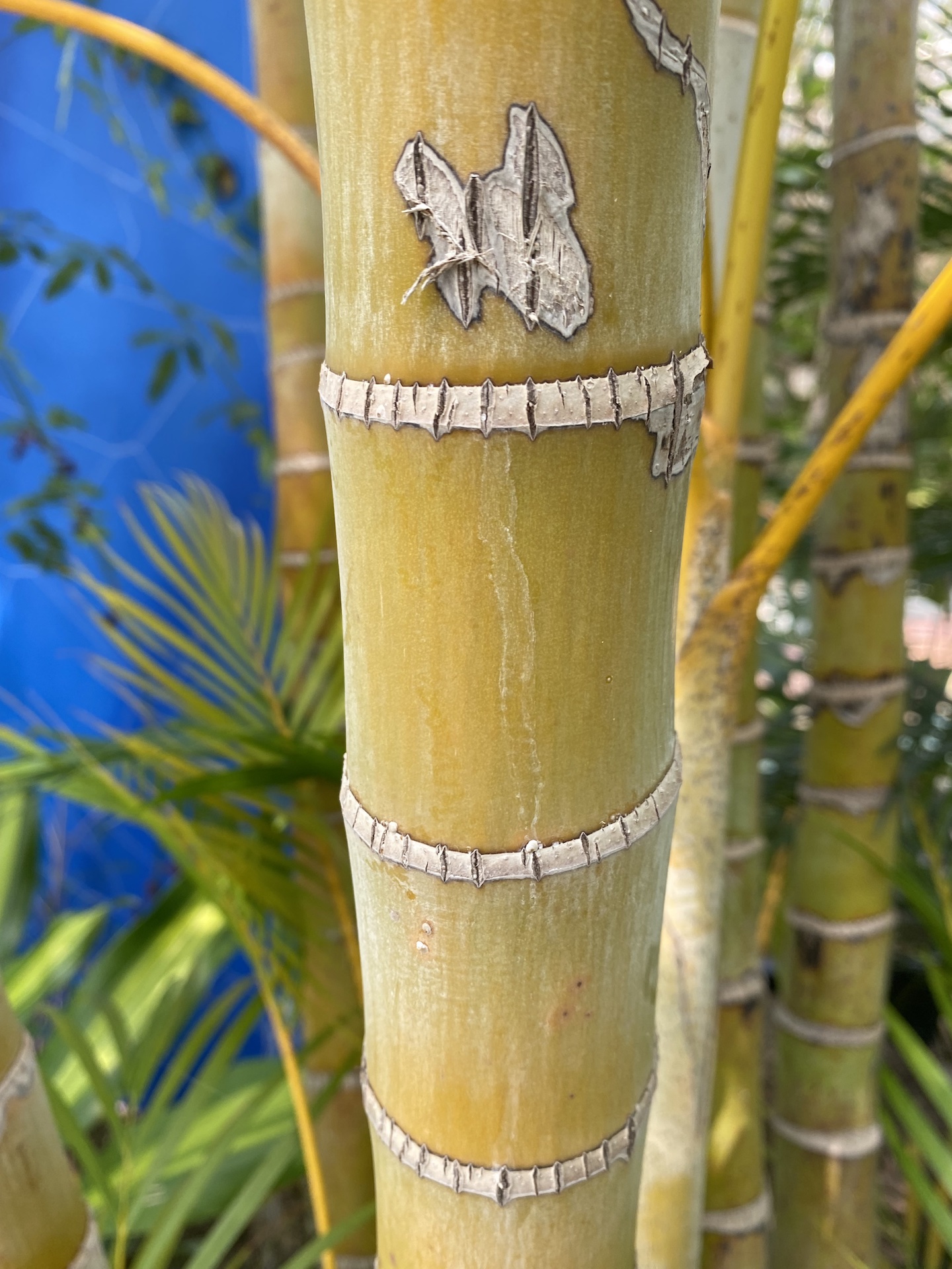 아레카야자줄기 Dypsis lutescens trunk
