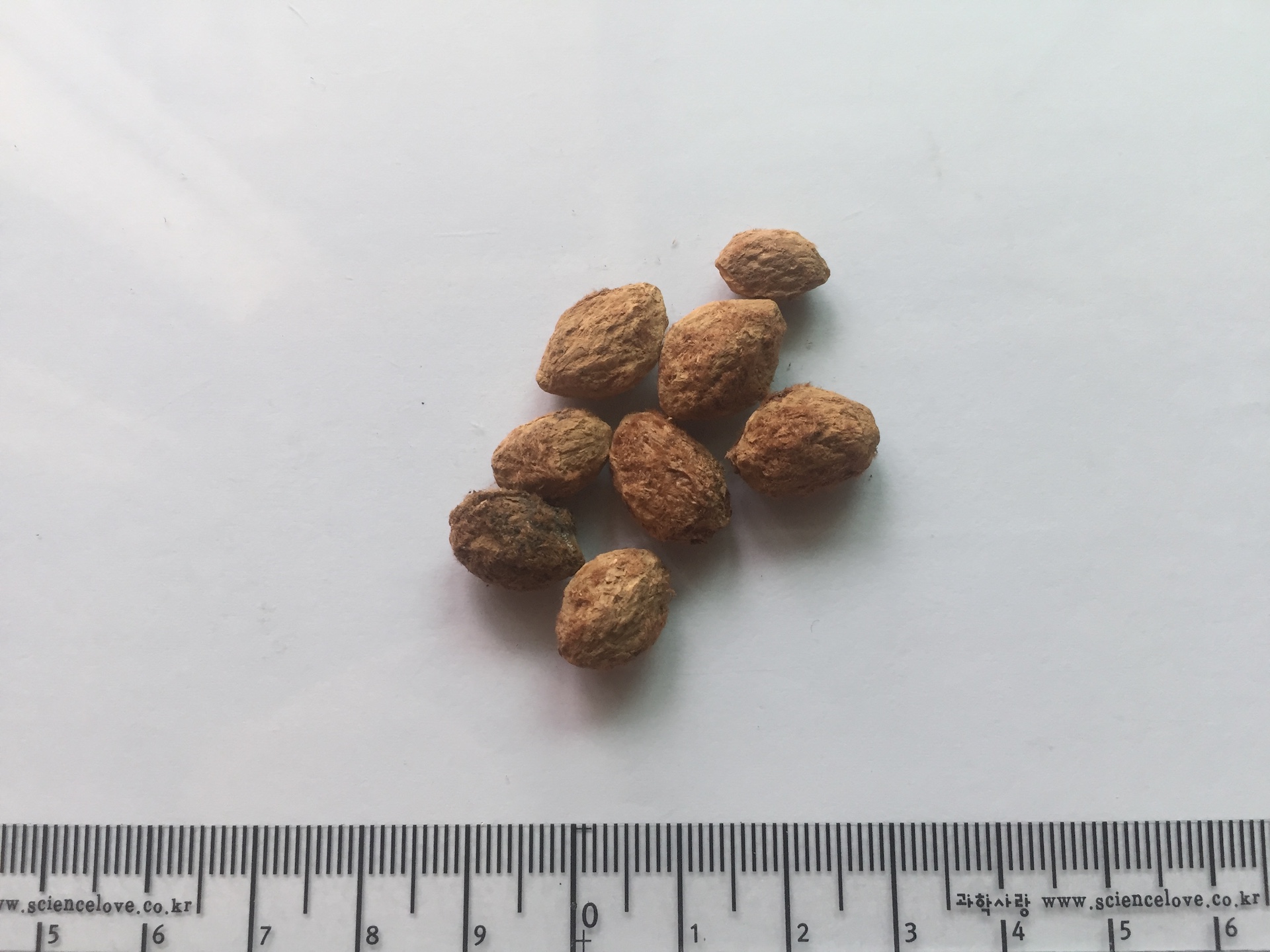 소귀나무 씨앗 Myrica rubra (Lour.) Siebold & Zucc. seed