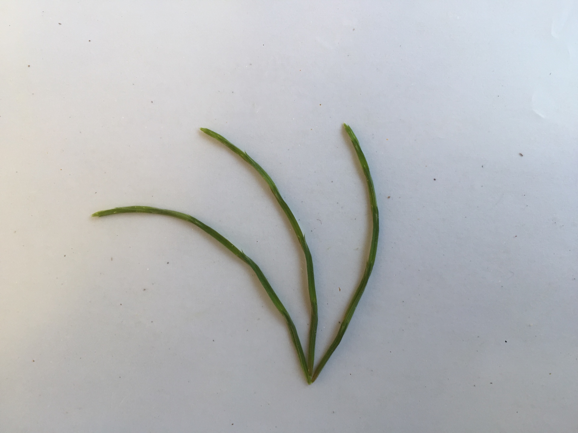 쇠뜨기 잎 Equisetum arvense L. leaf