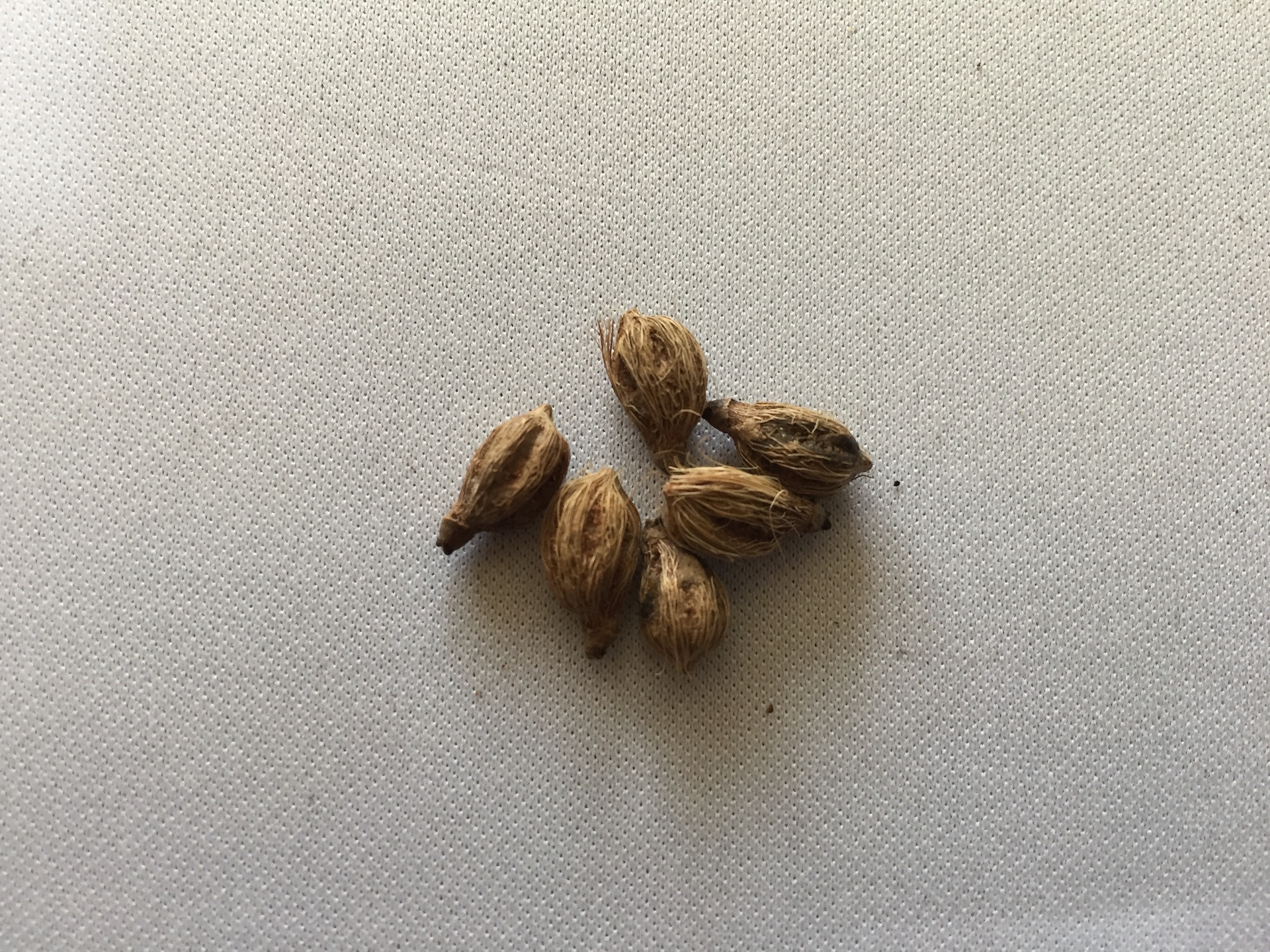 아레카야자 씨앗 Dypsis lutescens seed