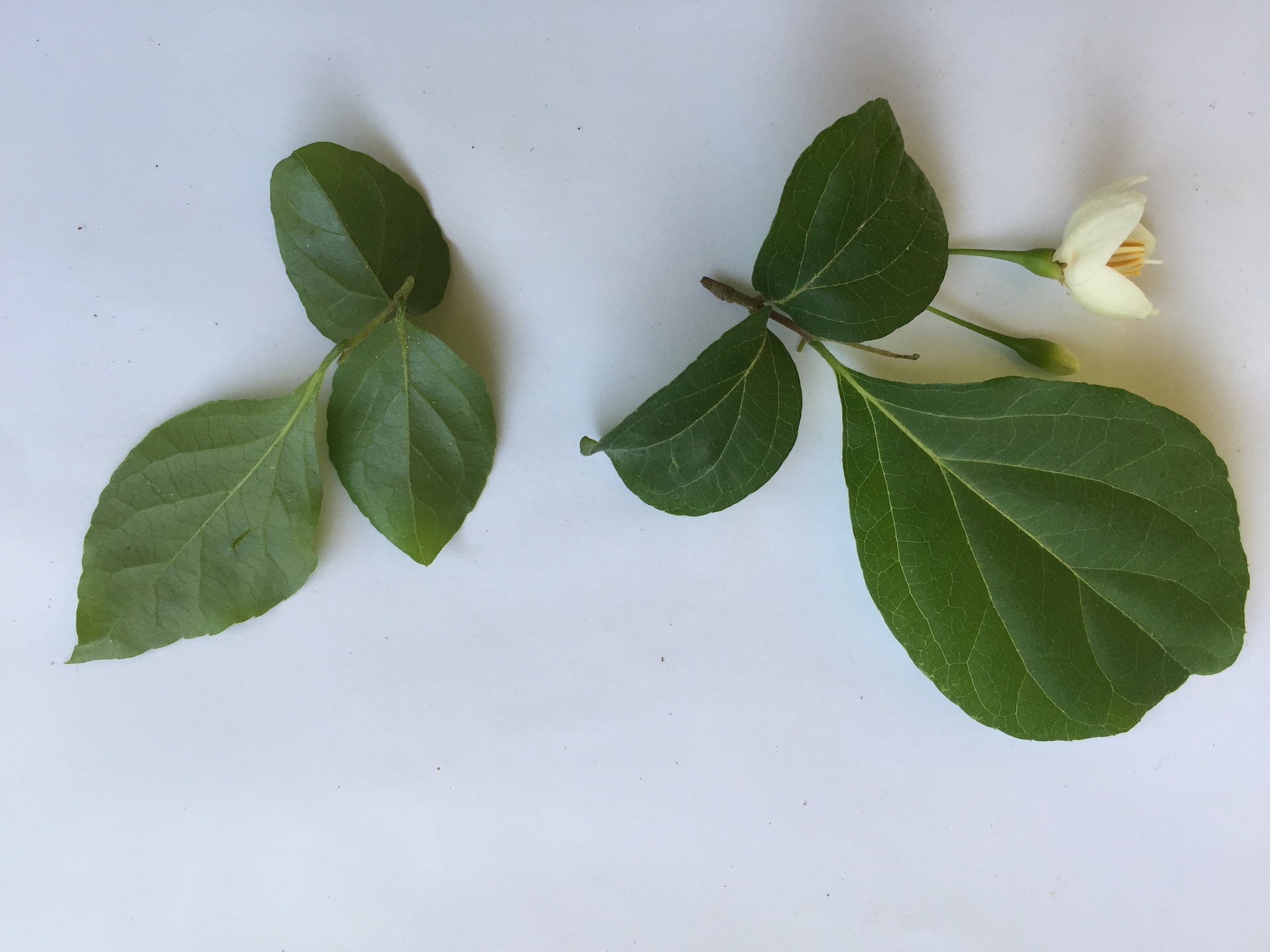 때죽나무 잎 Styrax japonica leaf