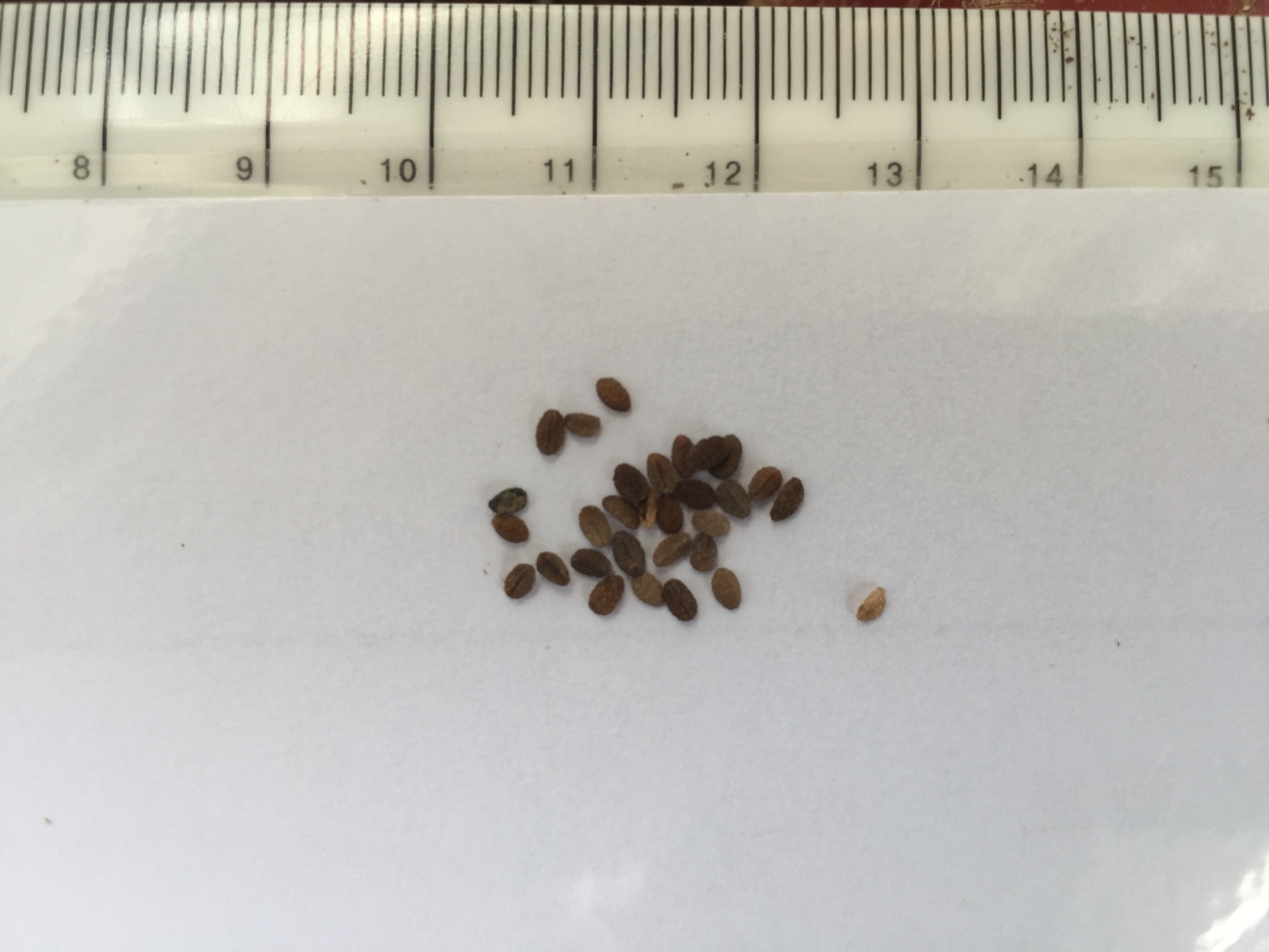 풀협죽도 씨앗 Phlox paniculata seed