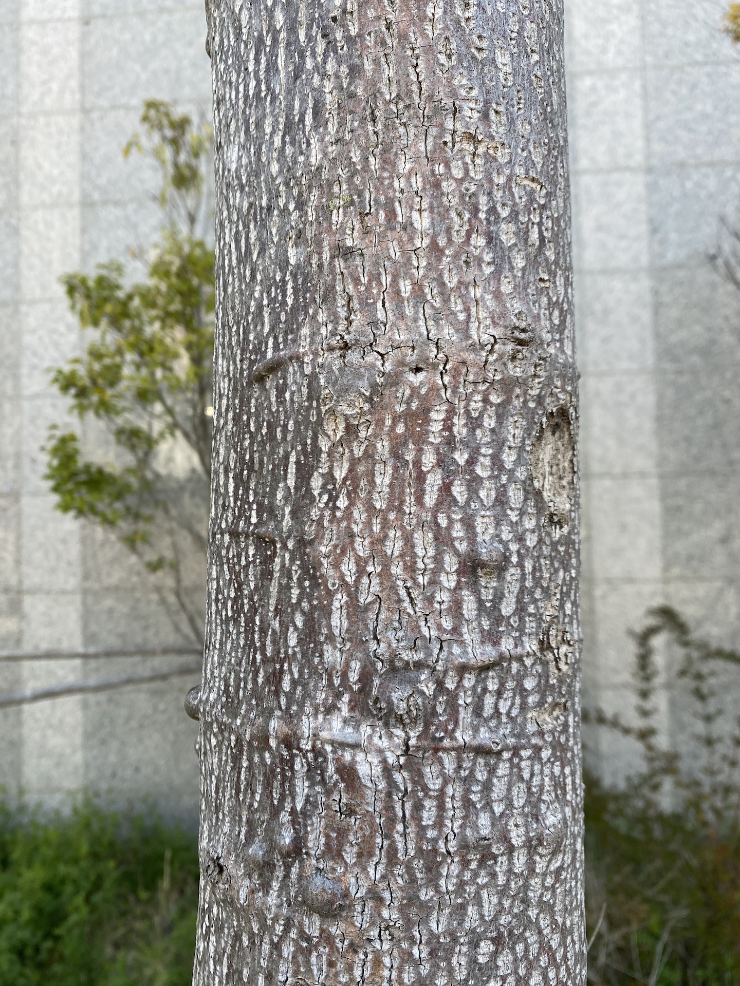 튤립나무줄기 Liriodendron tulipifera L. trunk