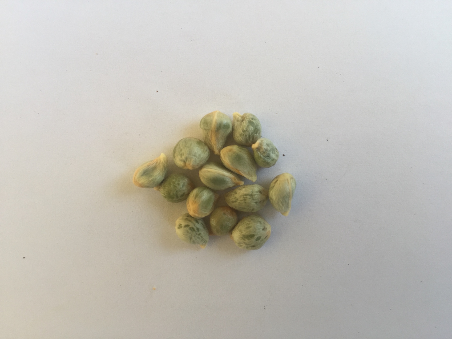 금귤 씨앗 Fortunella japonica seed