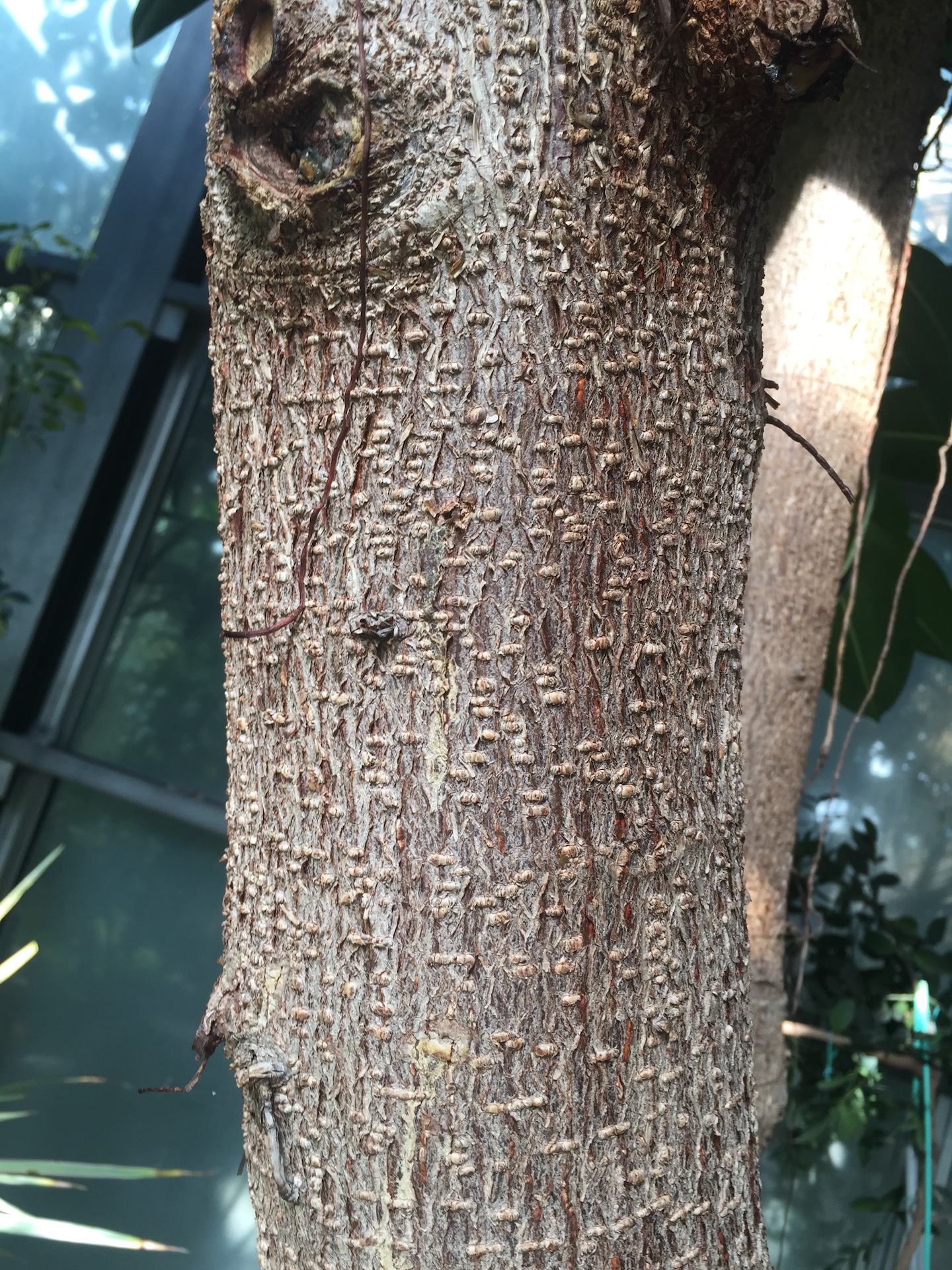 인도고무나무줄기 Ficus elastica Roxb. trunk