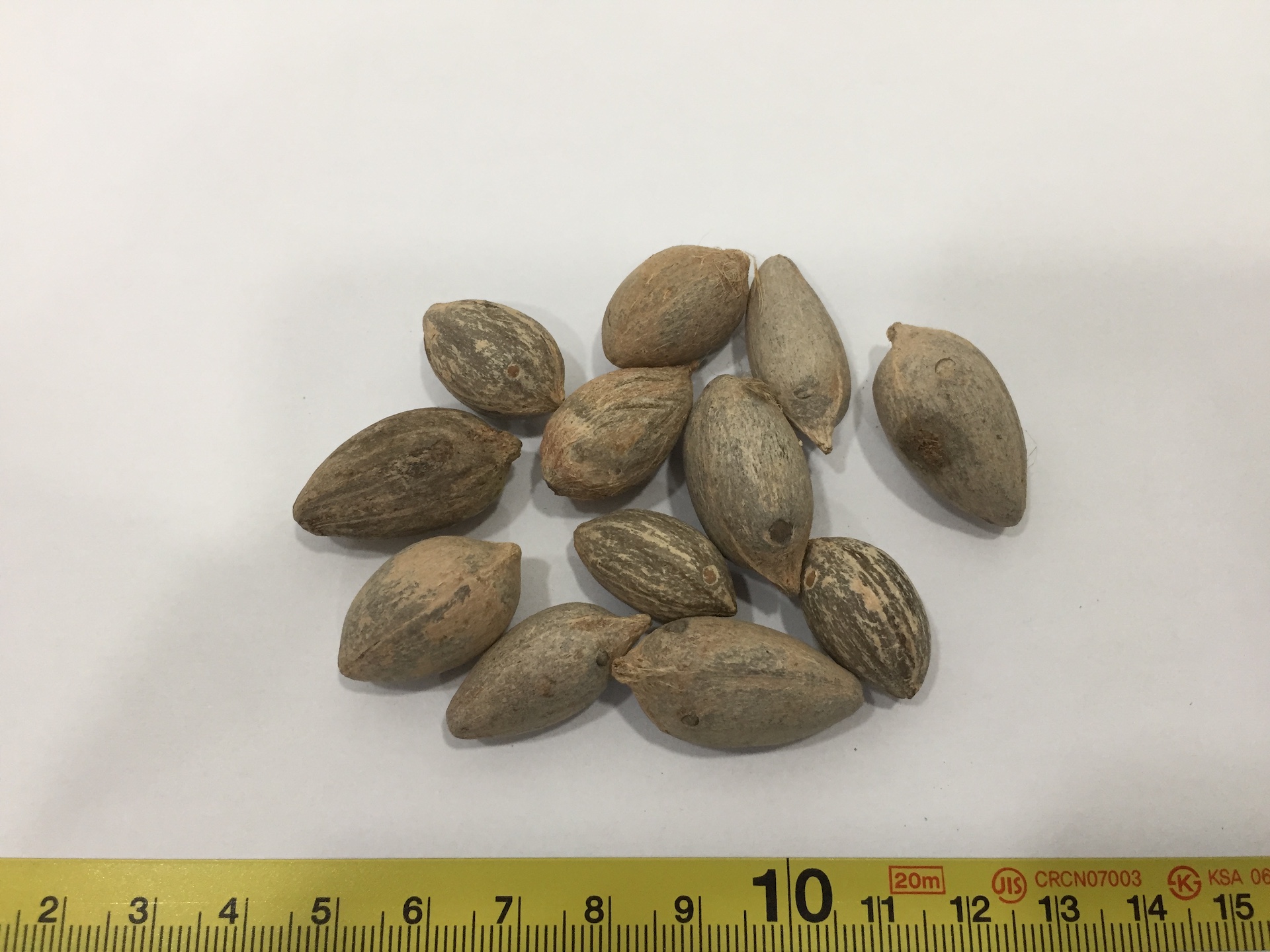 뷰티아야타이 씨앗 Butia yatay (Mart.) Becc seed