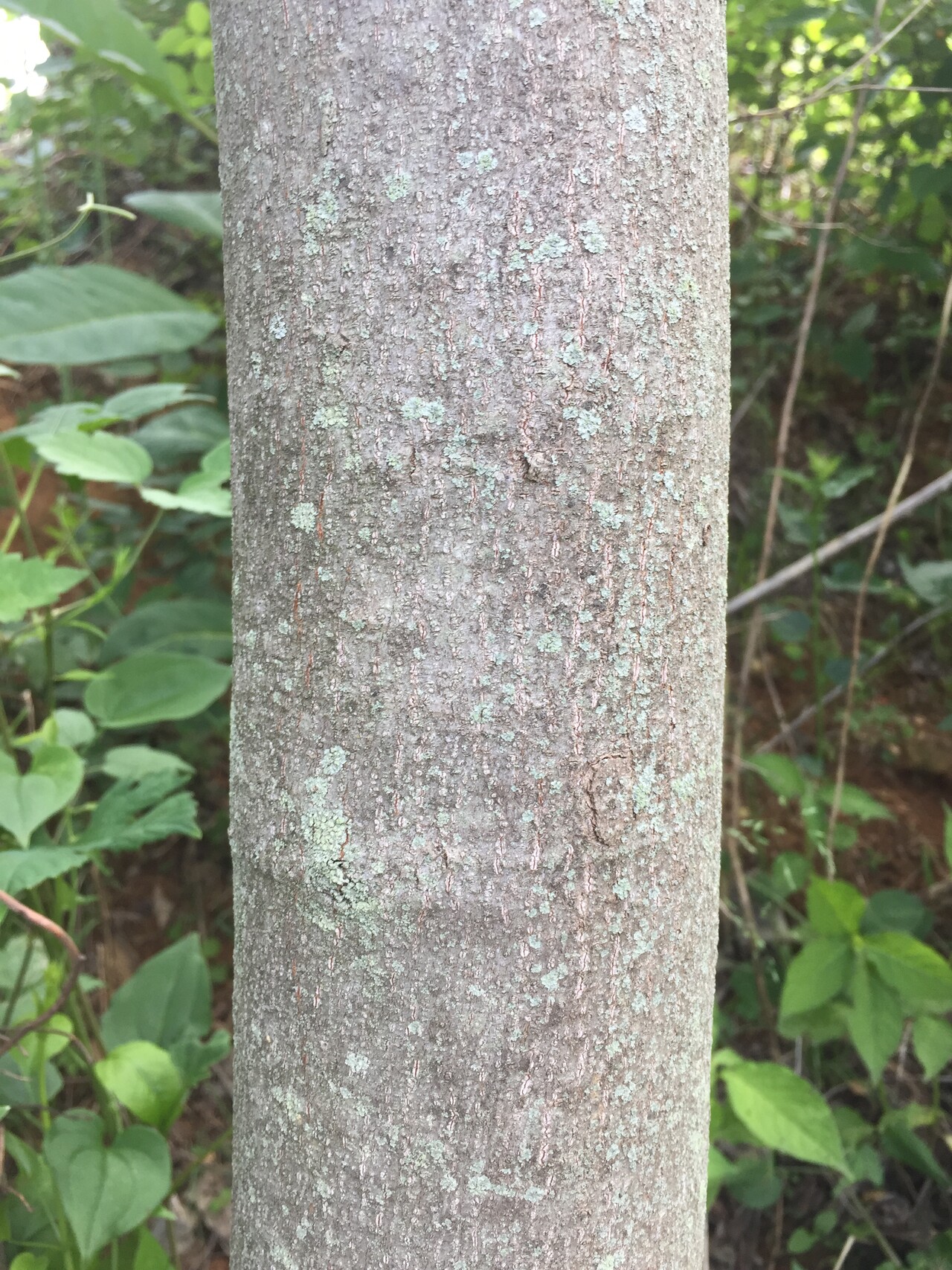 헛개나무줄기 Hovenia dulcis Thunb. ex Murray trunk