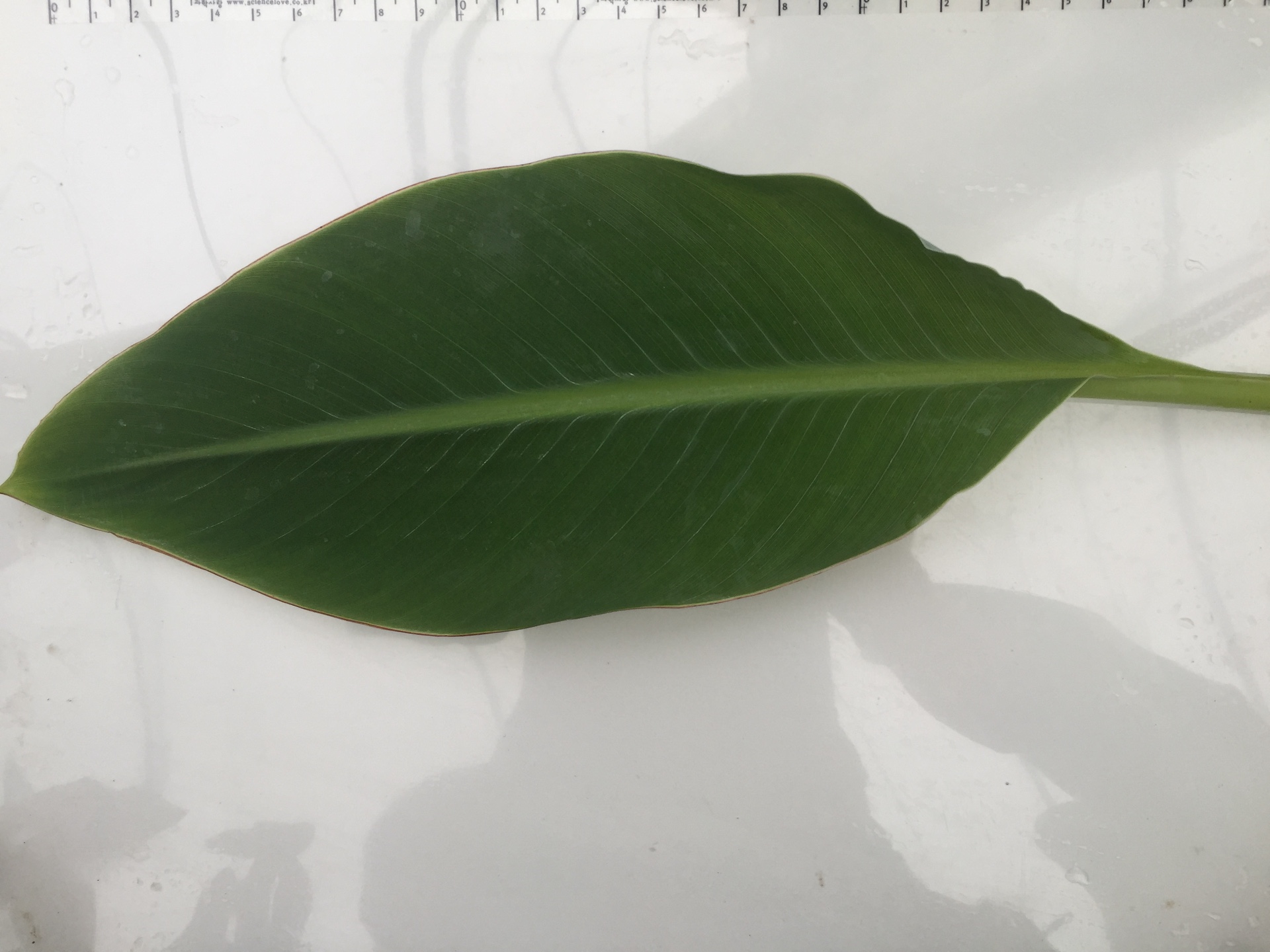 황금연꽃바나나 잎 Musella lasiocarpa leaf