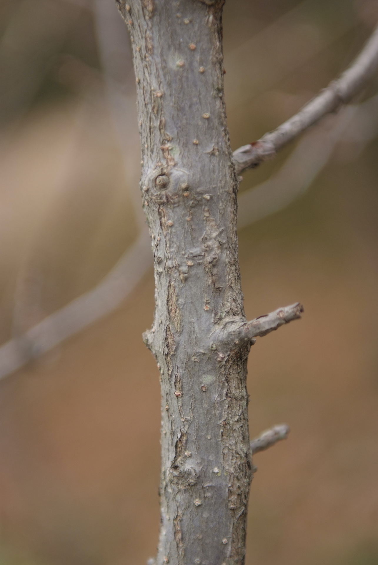가막살나무줄기 Viburnum dilatatum Thunb. ex Murray trunk