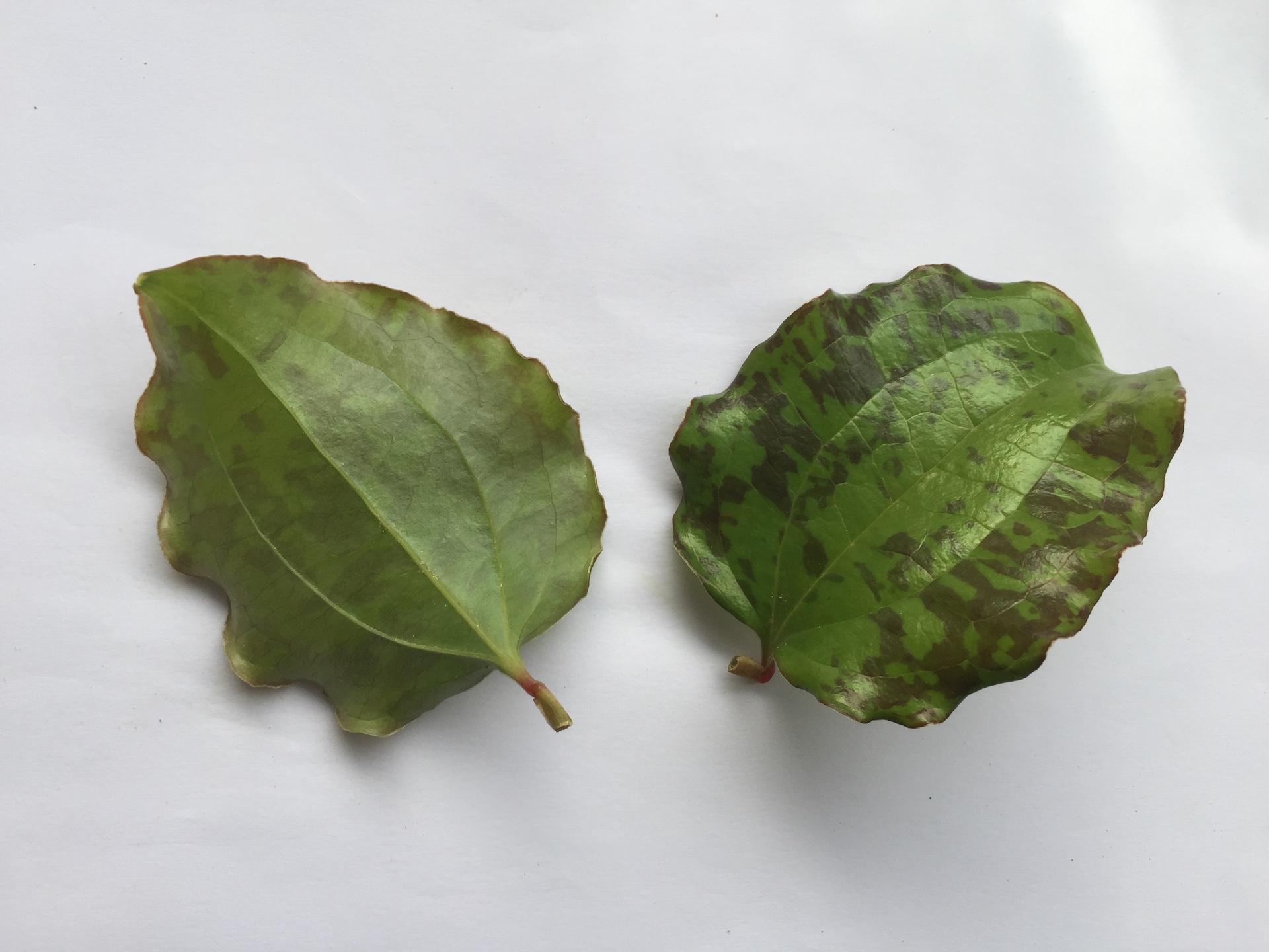 청미래덩굴 잎 Smilax china L. leaf
