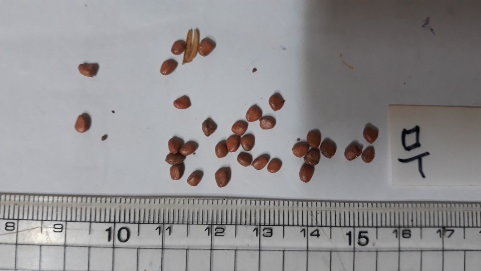 무 씨앗 Raphanus sativus L. seed