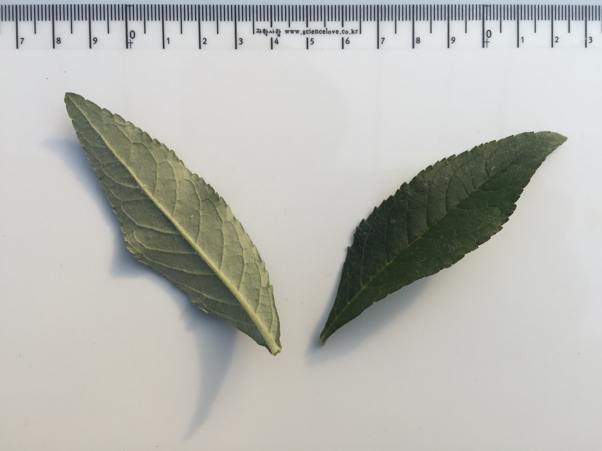 부들레야 잎 Buddleja davidii leaf
