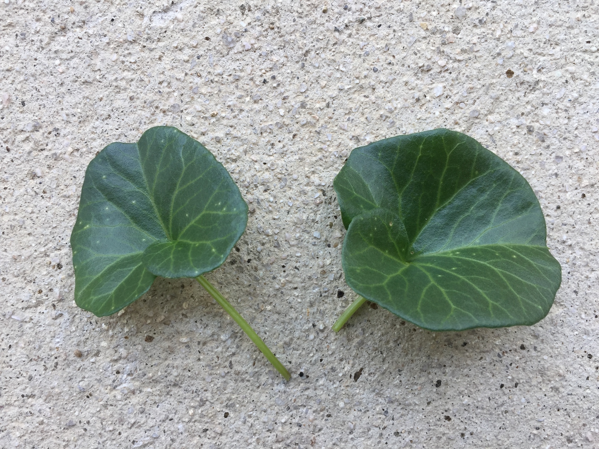 갯메꽃 잎 Calystegia soldanella (L.) Roem. & Schultb. leaf
