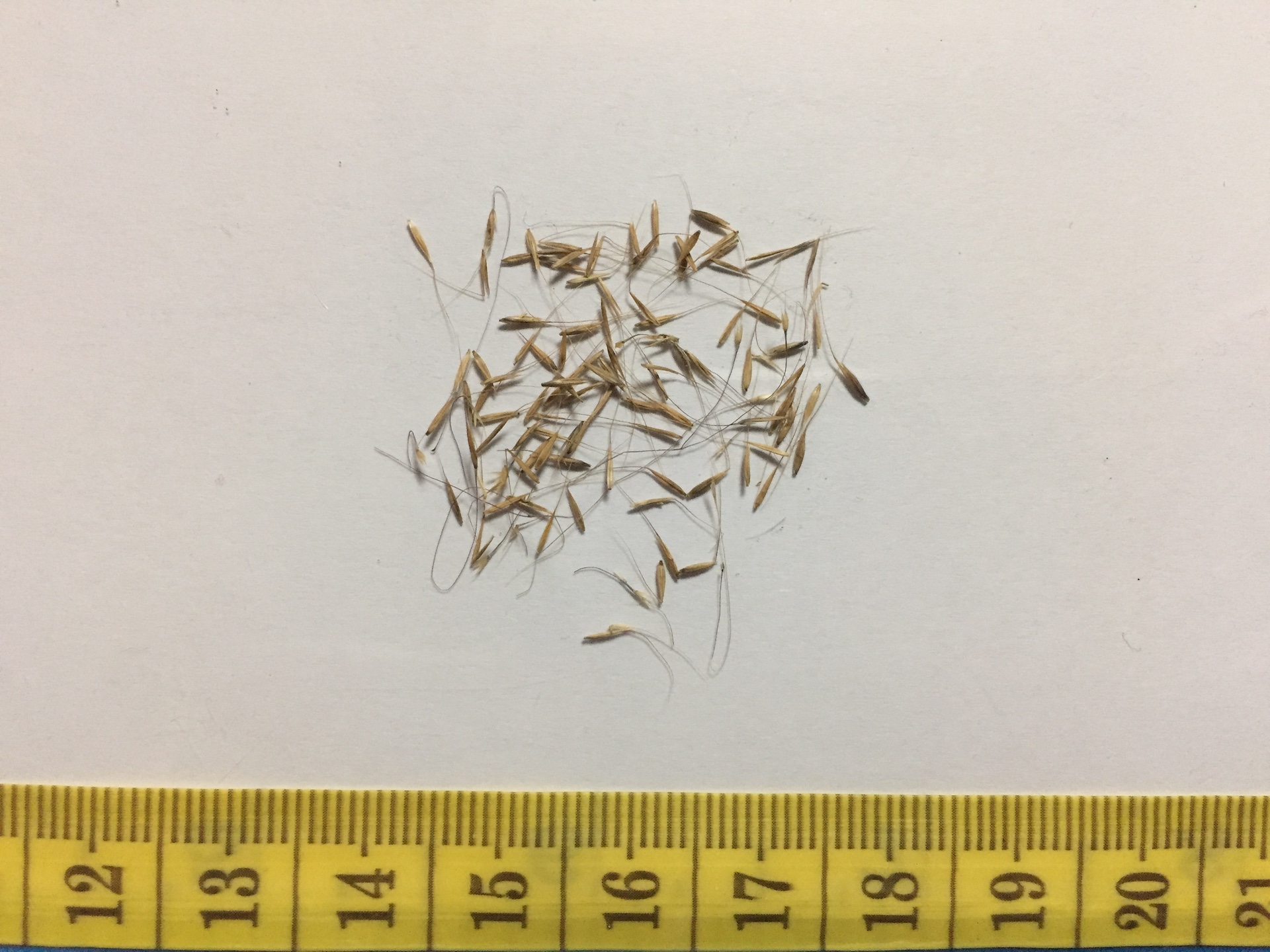 대형갈대 씨앗 Cortaderia Selloana seed