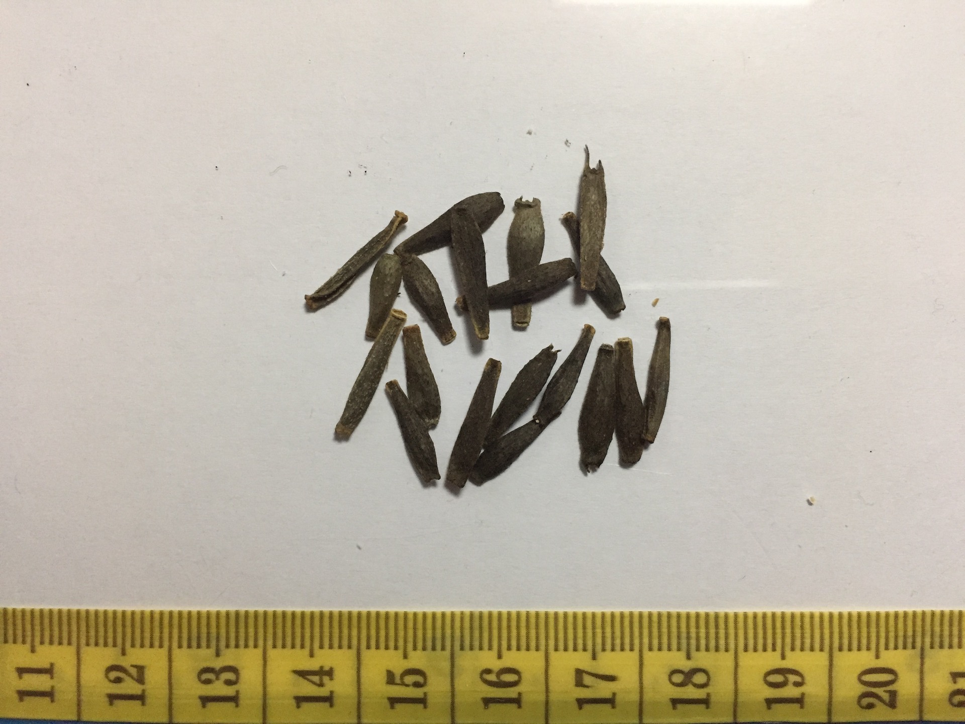다알리아 씨앗 Dahlia pinnata Cav. seed